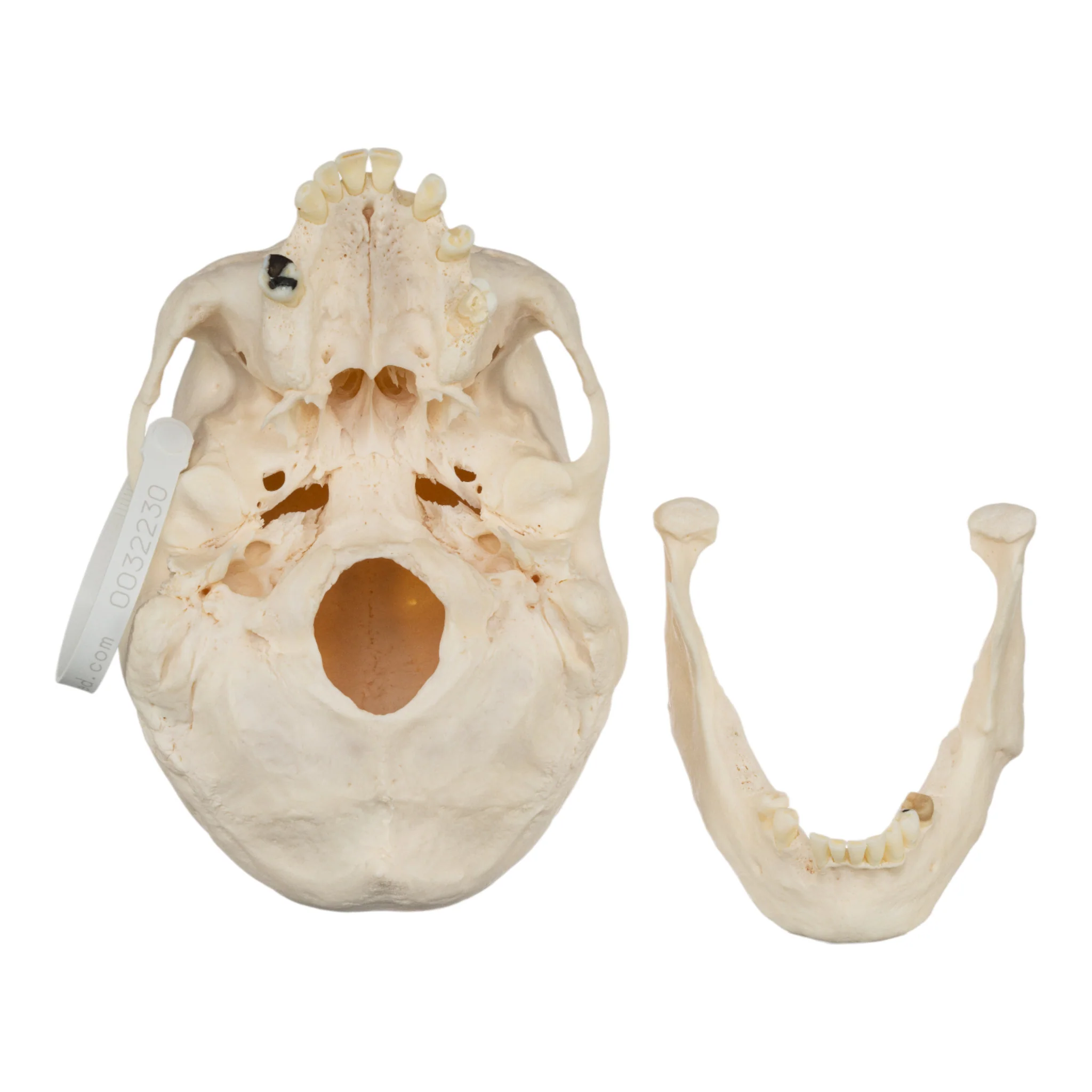 Real Research Quality Human Skeleton - Disarticulated - Image 7
