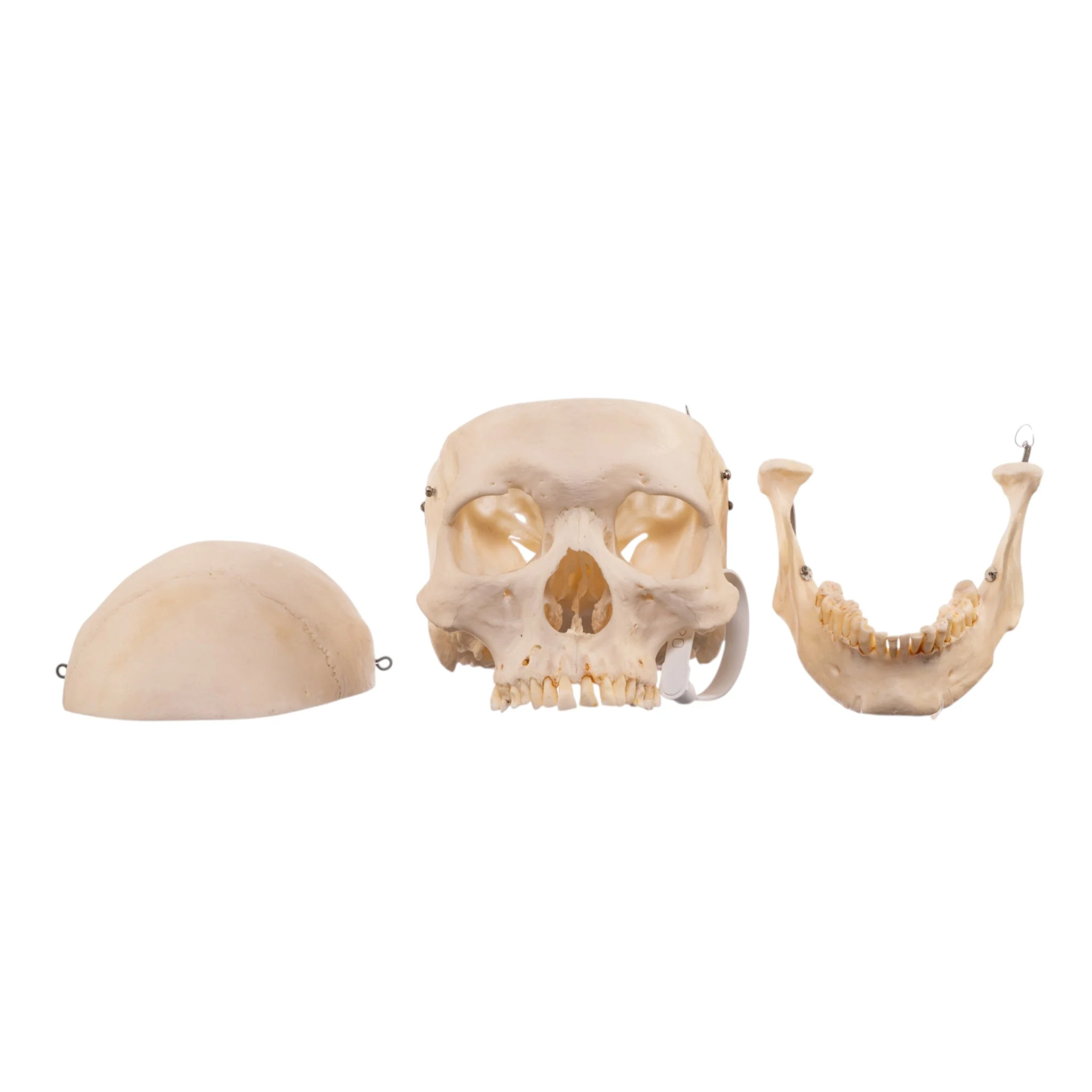 Real Human Skeleton - Disarticulated - Image 8