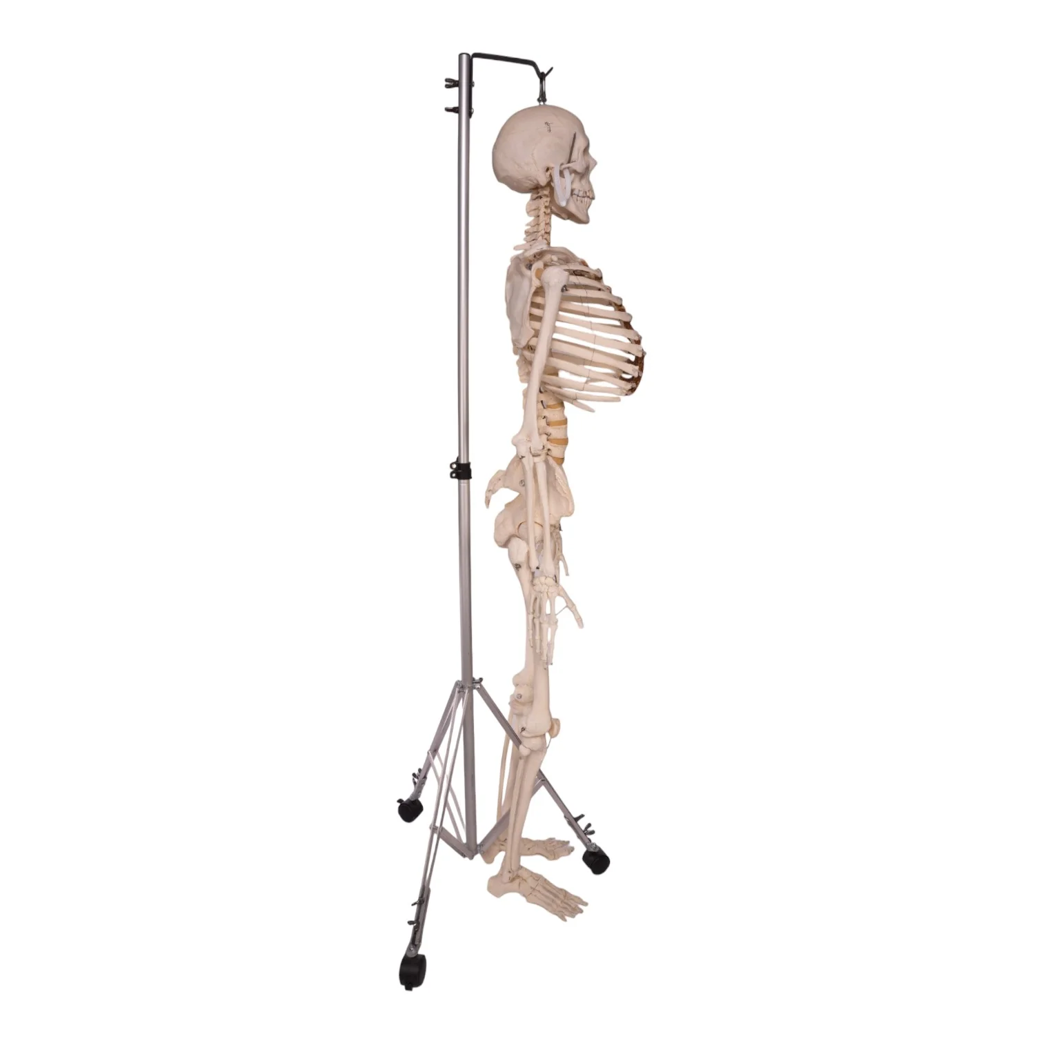 Real Human Skeleton - Articulated - Image 2