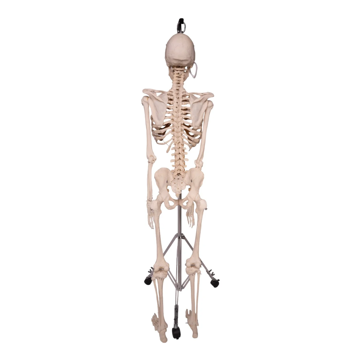 Real Human Skeleton - Articulated - Image 3