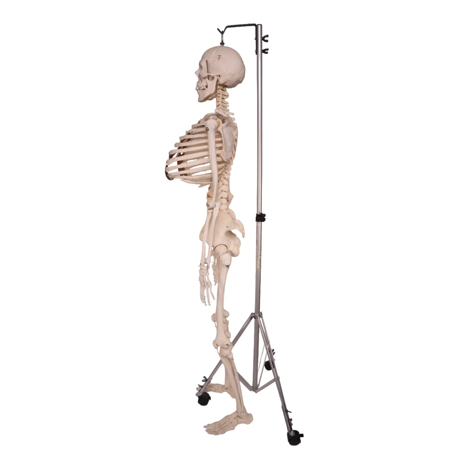 Real Human Skeleton - Articulated - Image 4