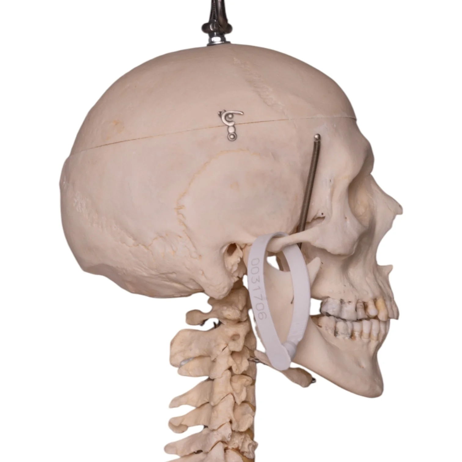 Real Human Skeleton - Articulated - Image 5