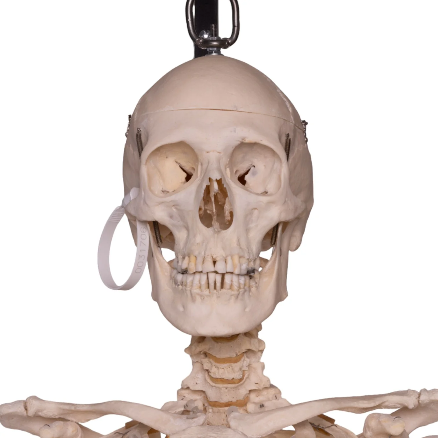 Real Human Skeleton - Articulated - Image 6