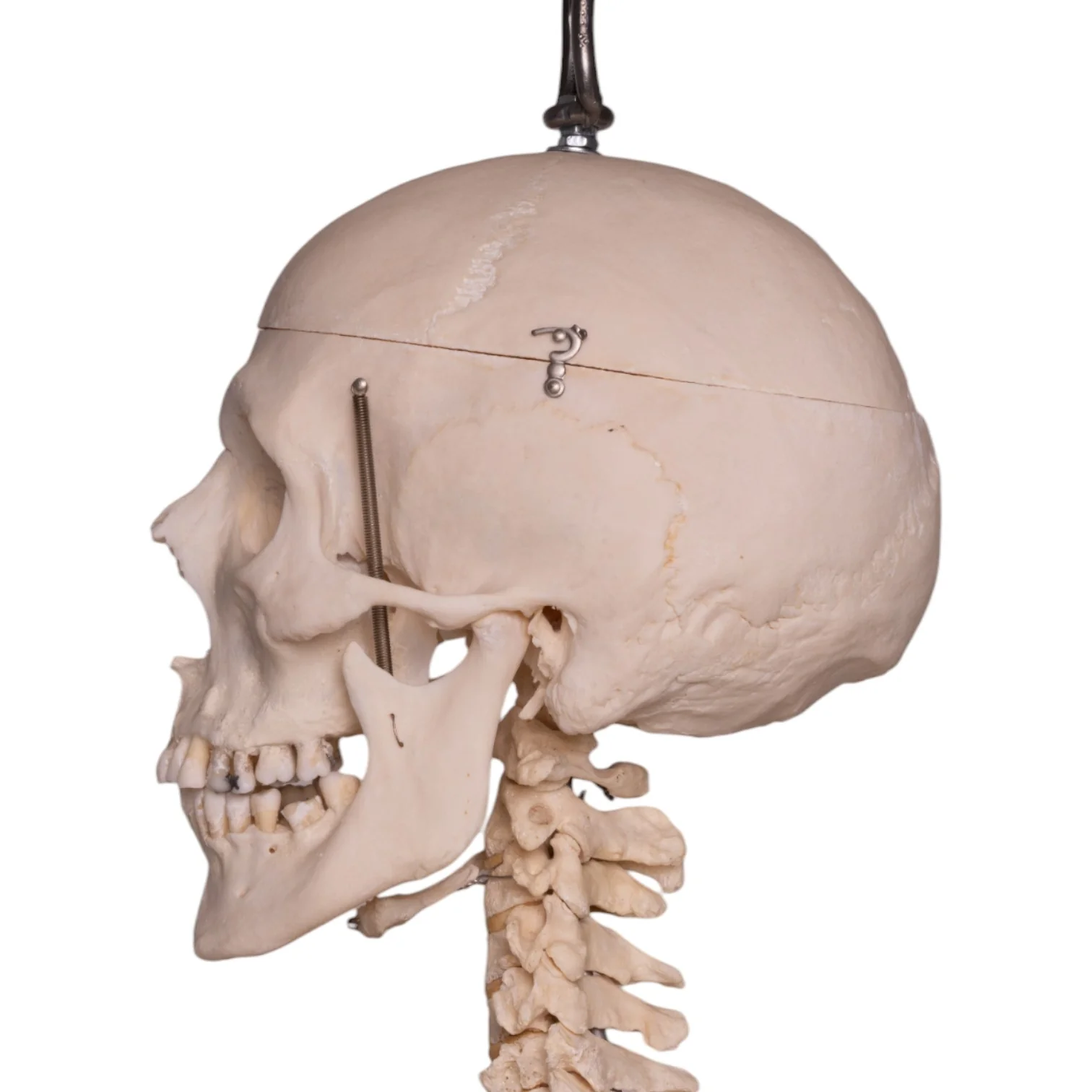 Real Human Skeleton - Articulated - Image 7