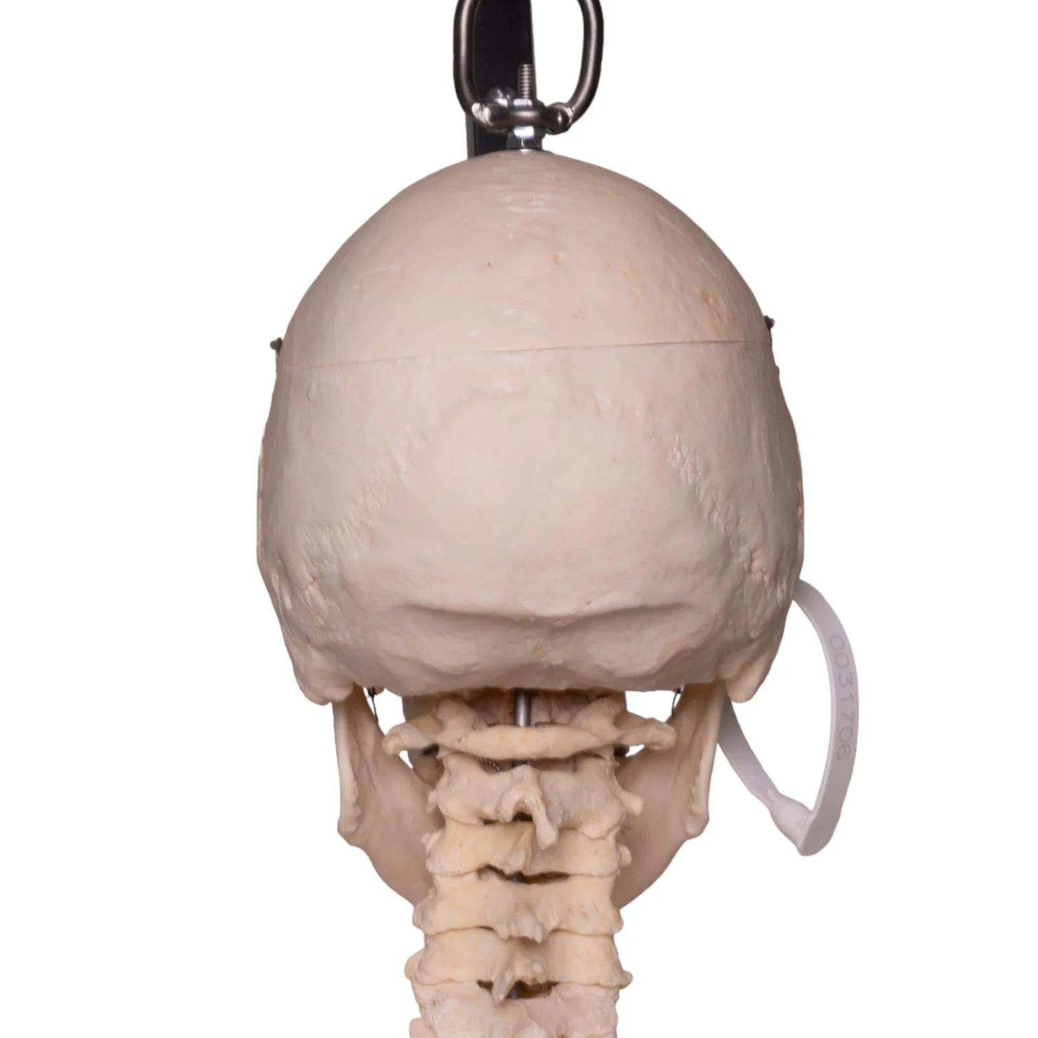Real Human Skeleton - Articulated - Image 8