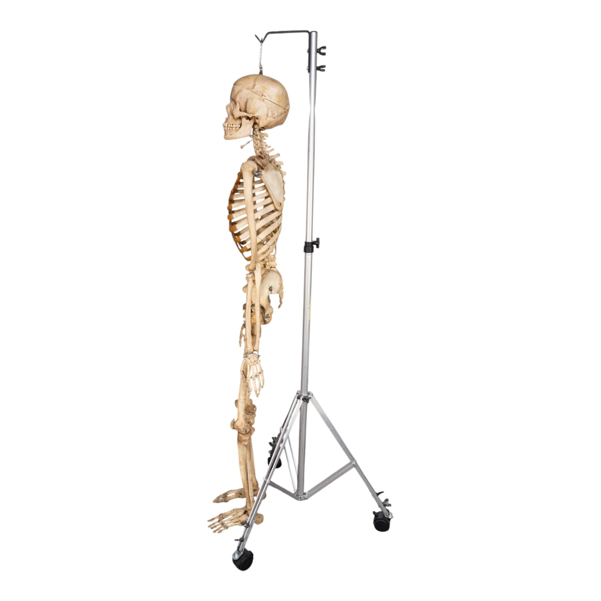 Real Human Skeleton - Articulated - Image 3