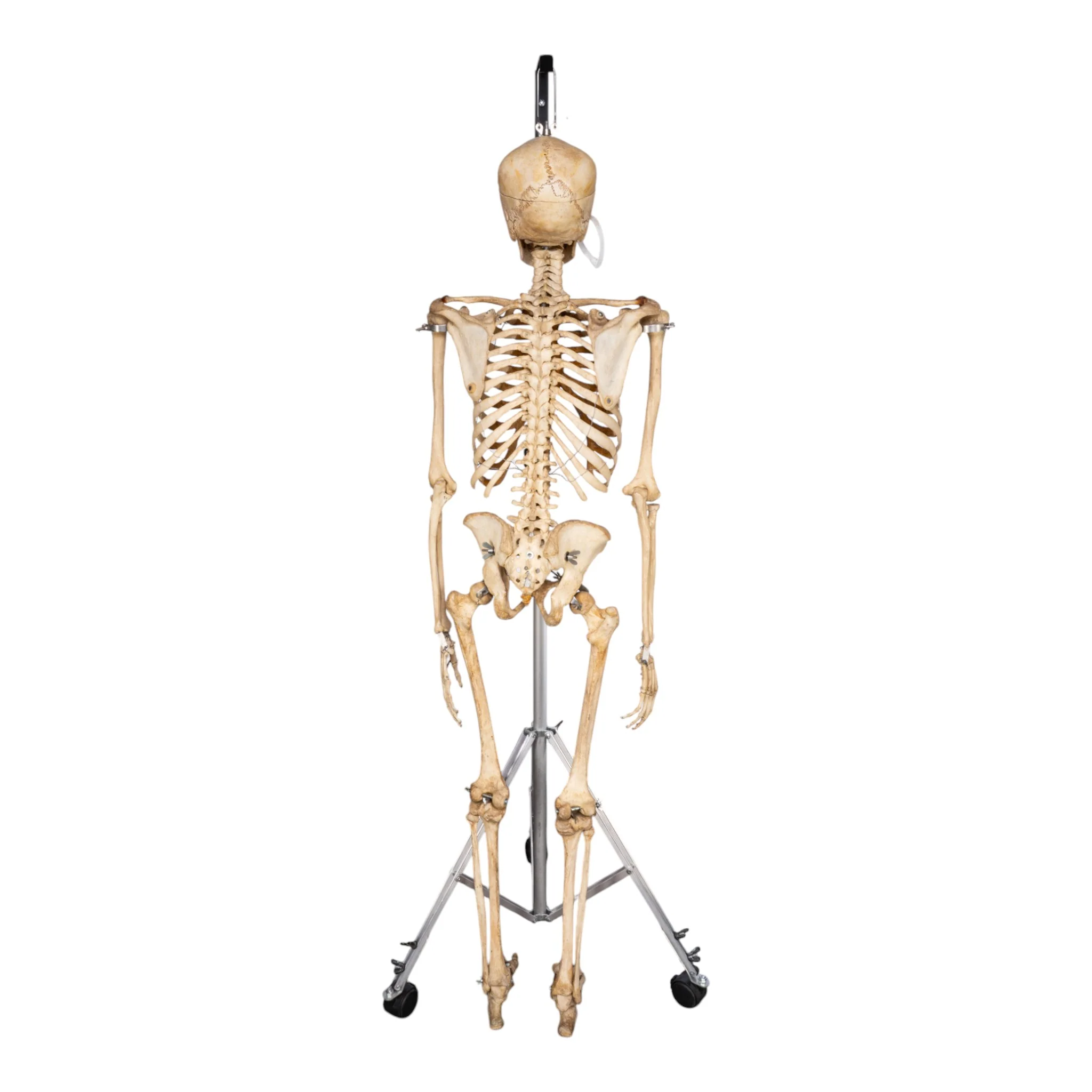 Real Human Skeleton - Articulated - Image 4
