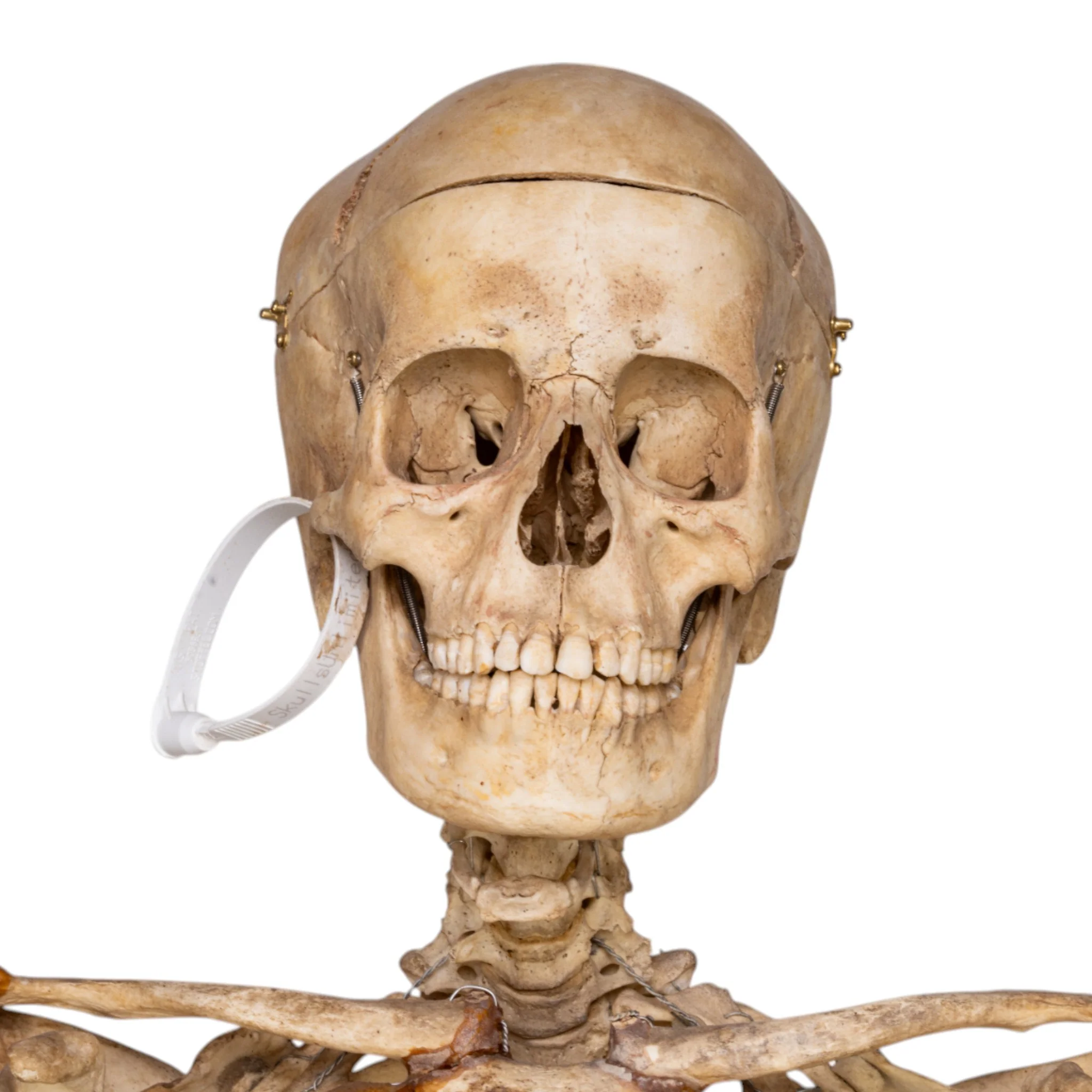 Real Human Skeleton - Articulated - Image 5