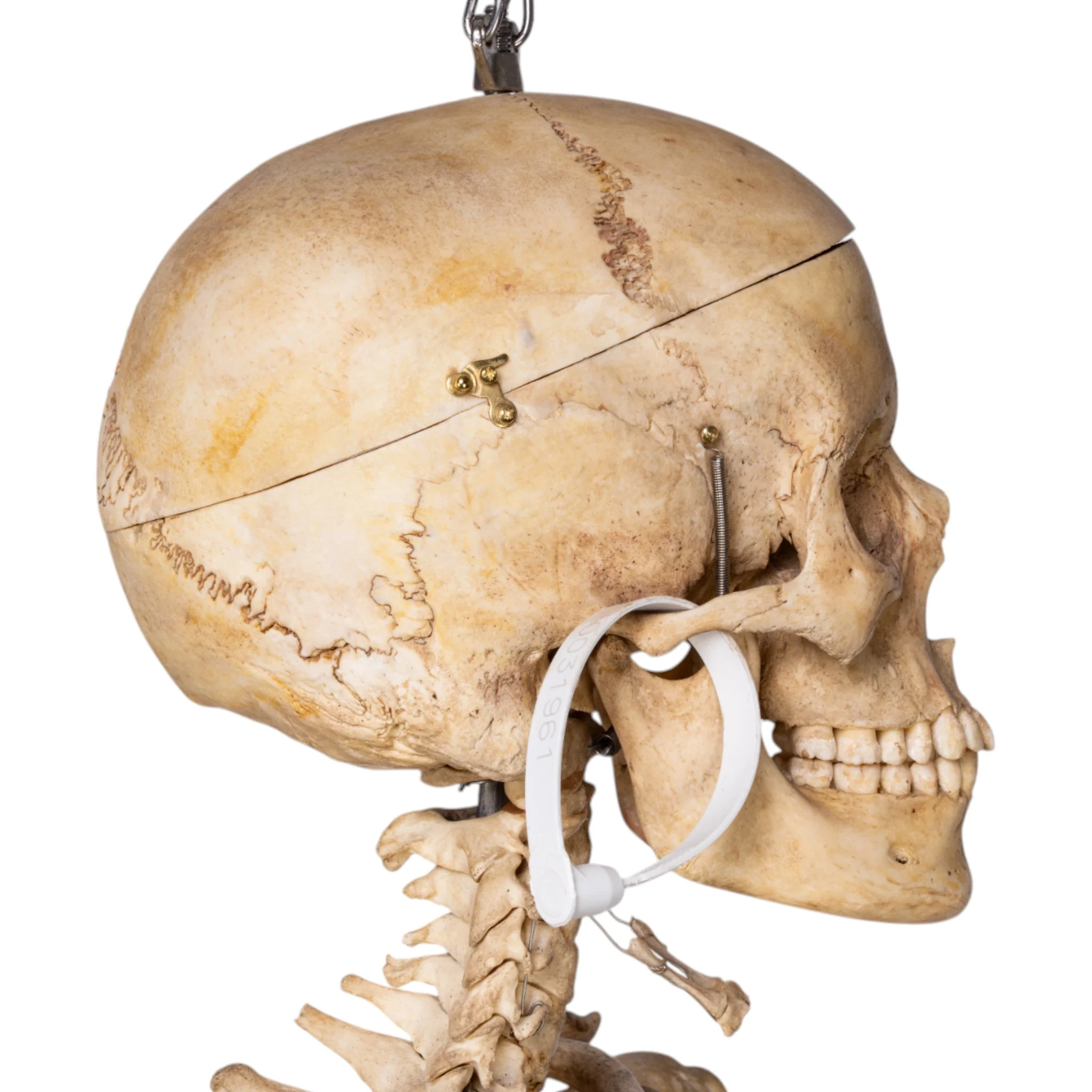 Real Human Skeleton - Articulated - Image 6