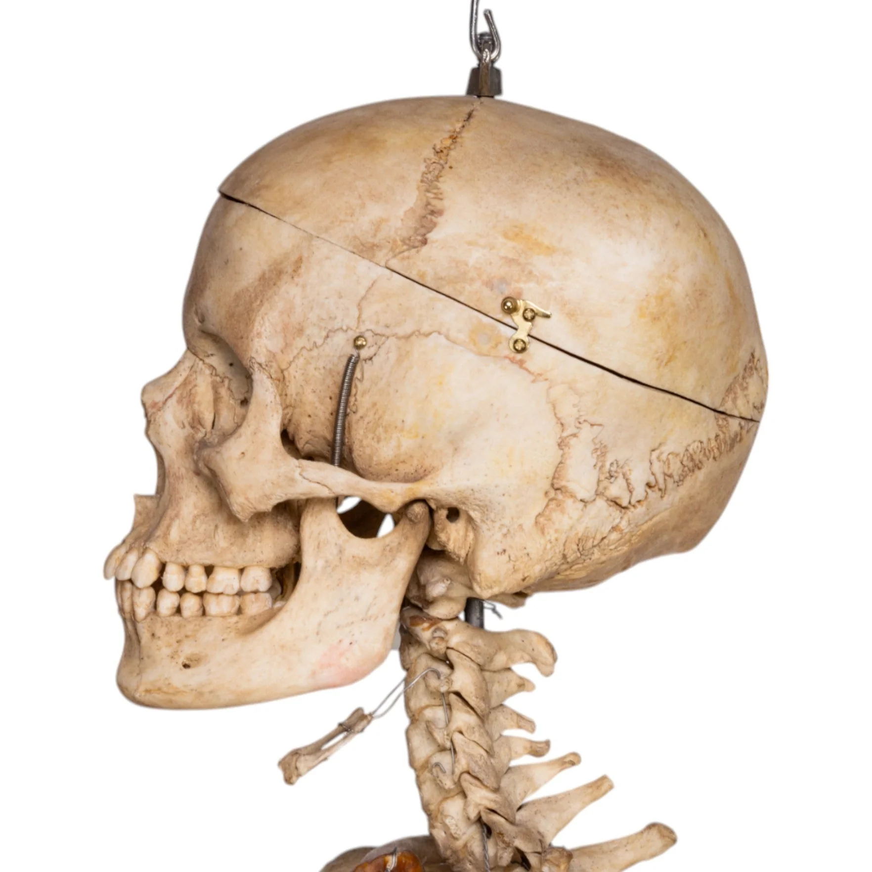 Real Human Skeleton - Articulated - Image 7