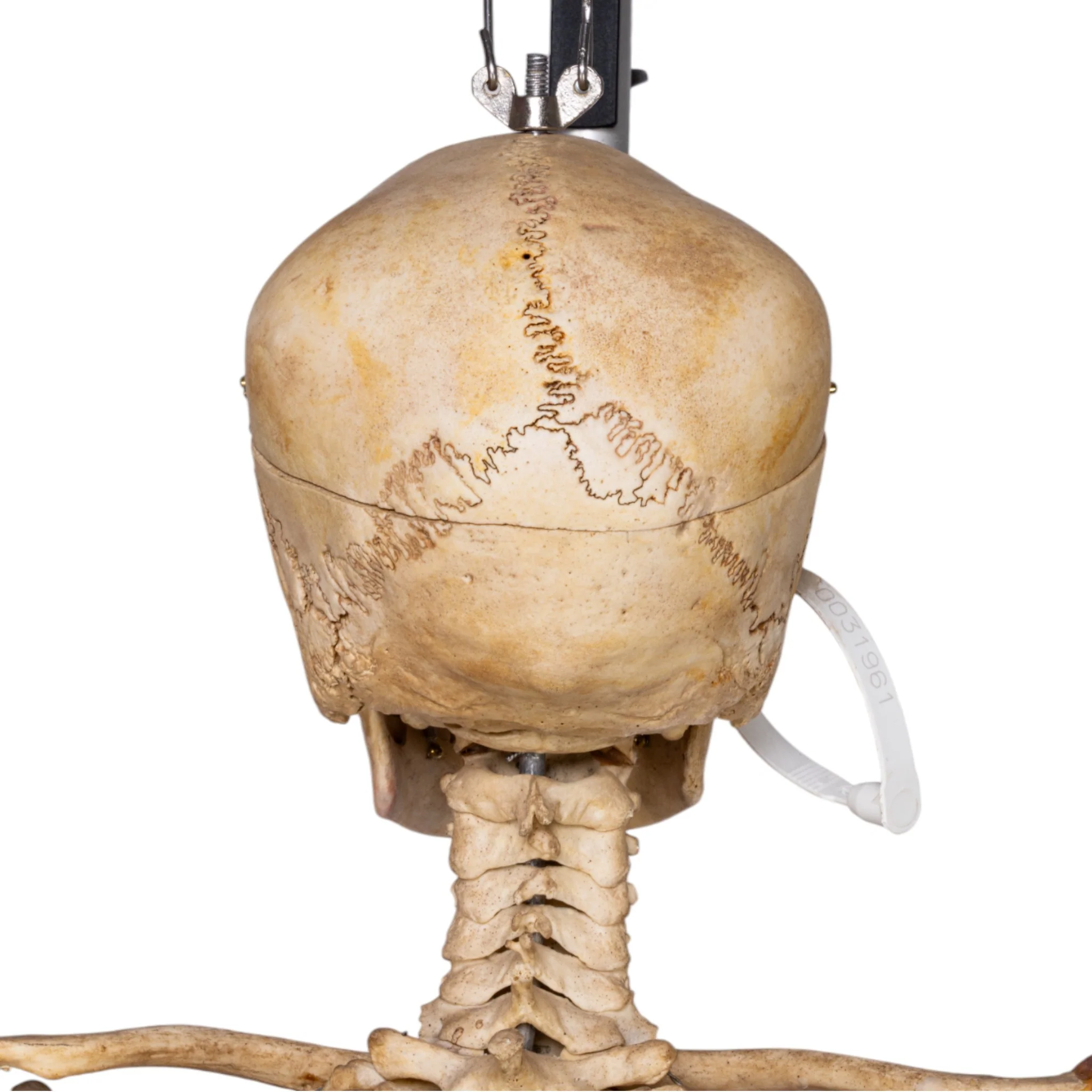 Real Human Skeleton - Articulated - Image 8