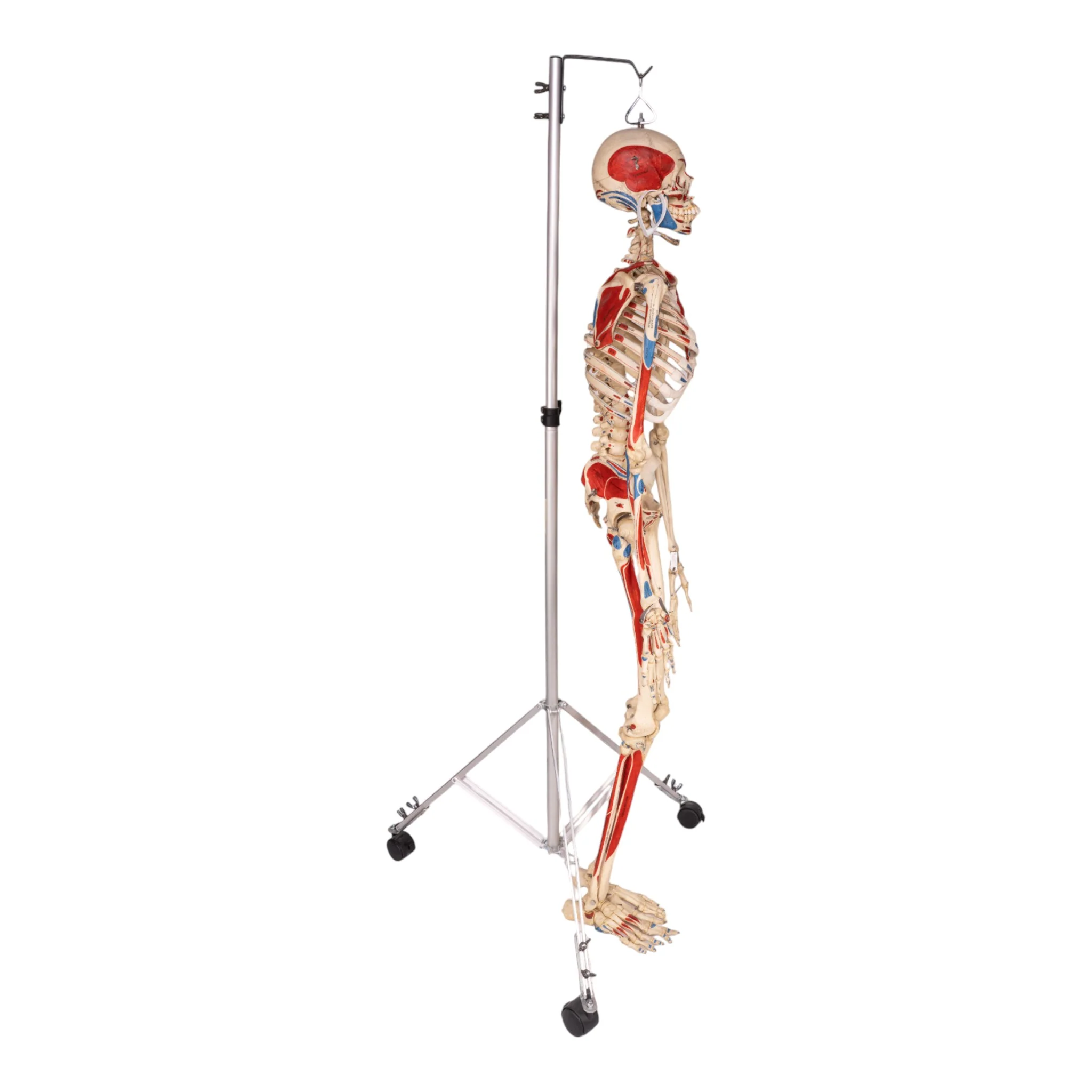 Real Human Painted Skeleton - Articulated - Image 2