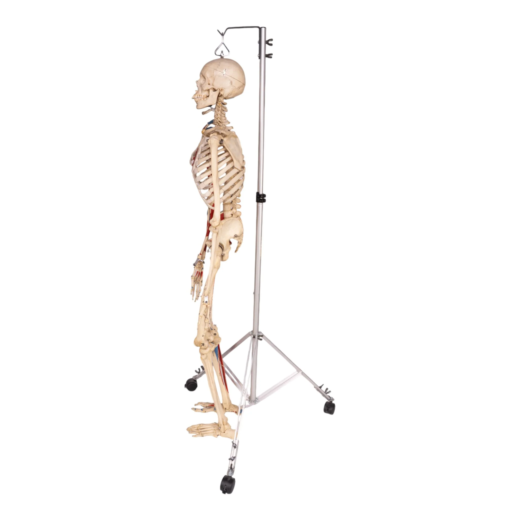 Real Human Painted Skeleton - Articulated - Image 3