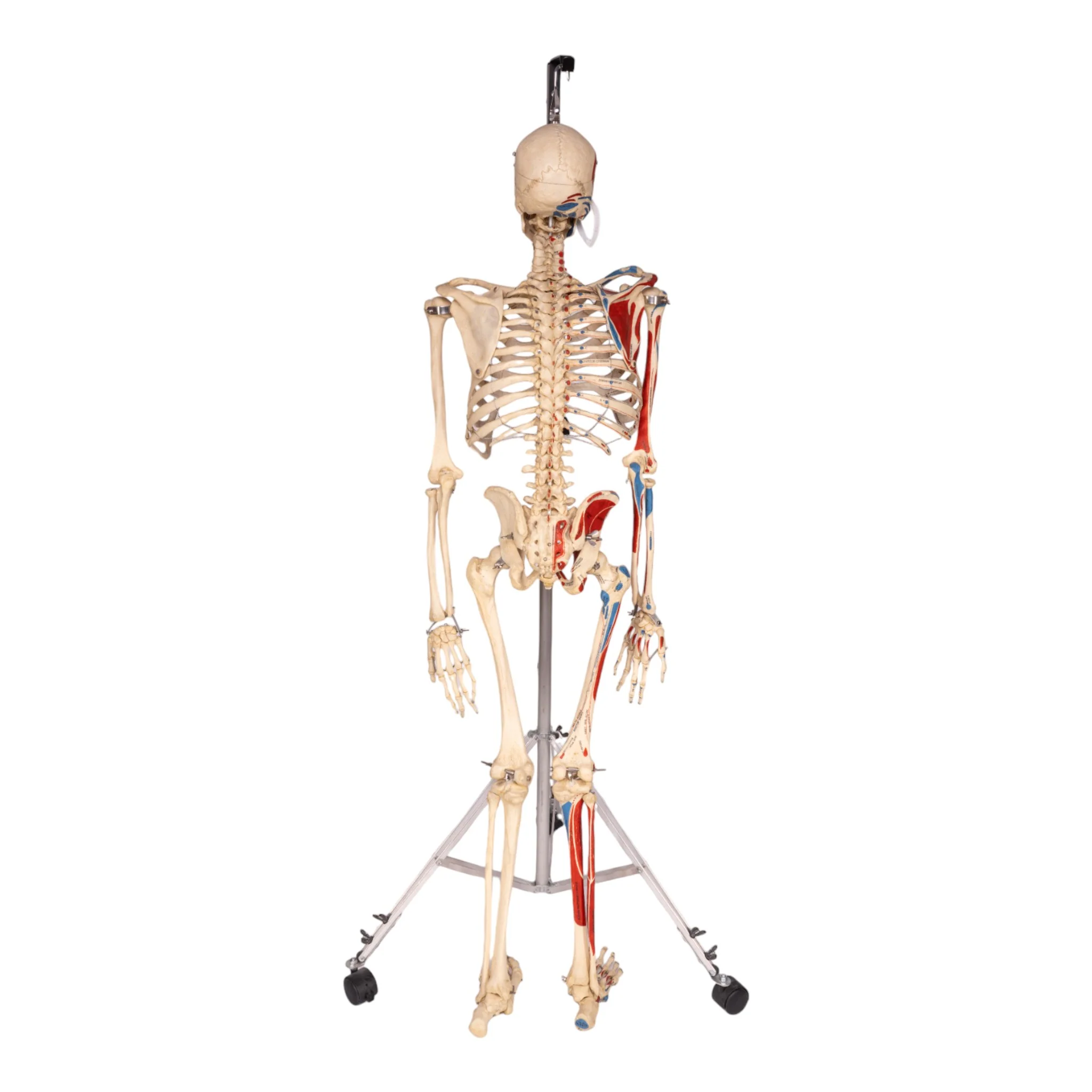 Real Human Painted Skeleton - Articulated - Image 4