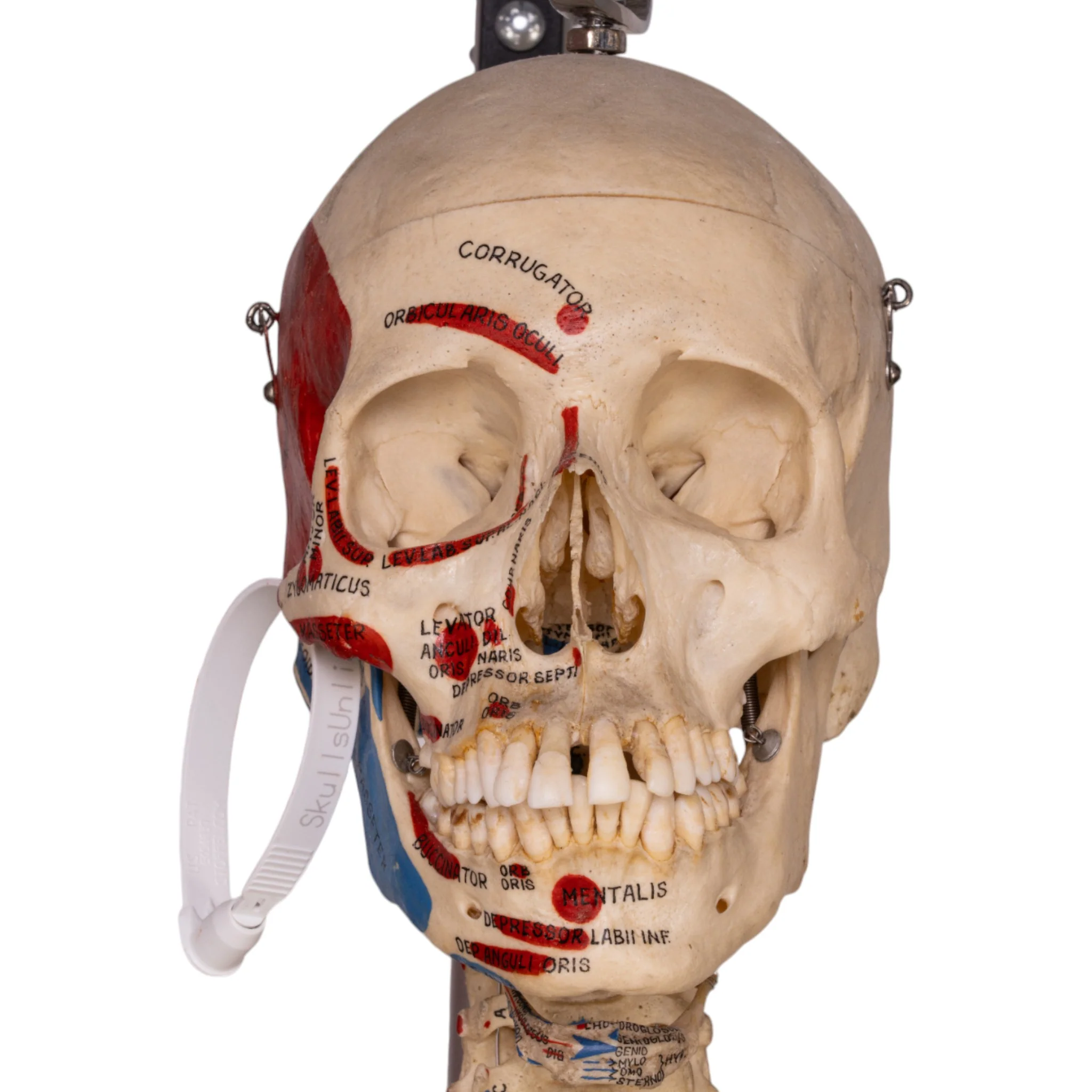 Real Human Painted Skeleton - Articulated - Image 5