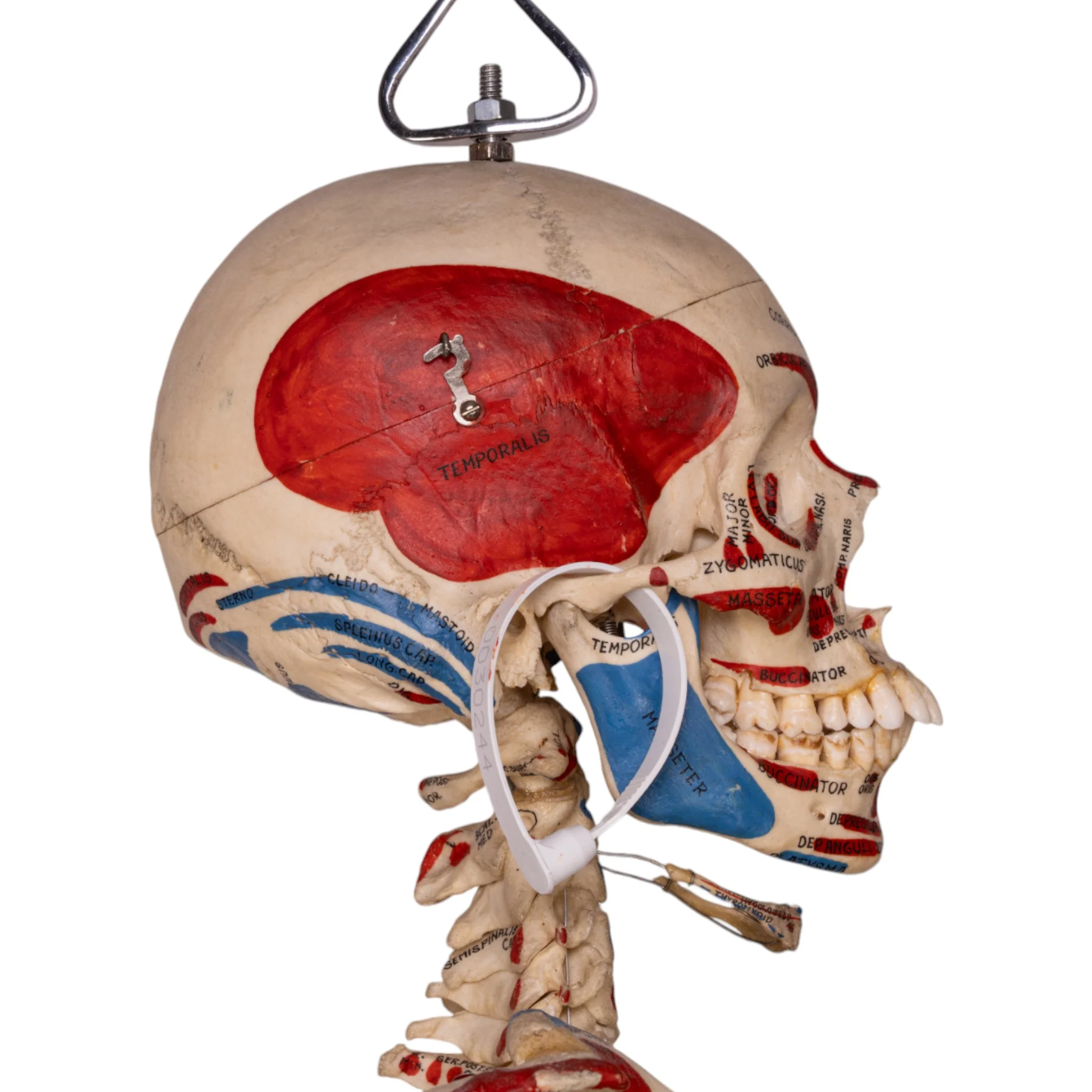 Real Human Painted Skeleton - Articulated - Image 6