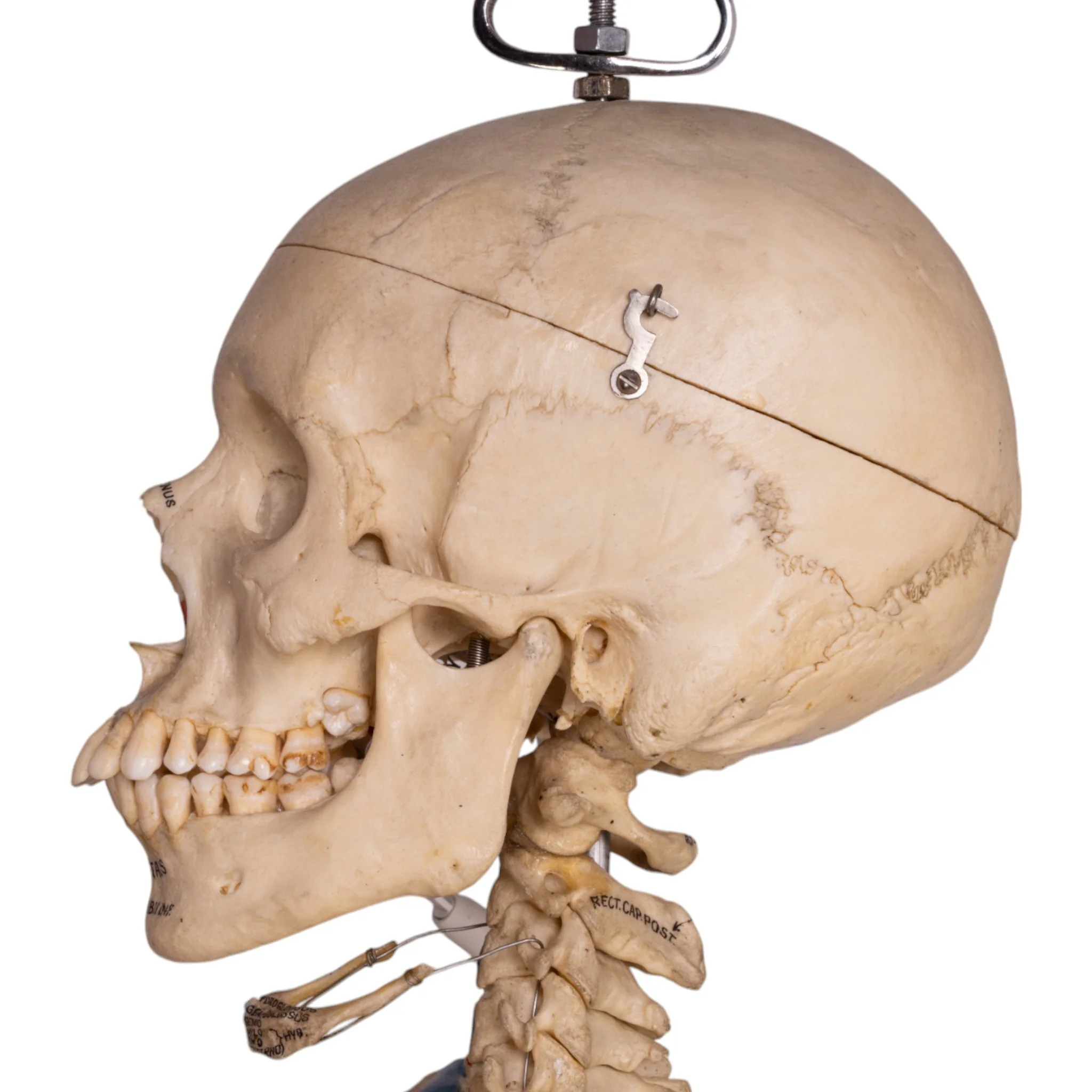 Real Human Painted Skeleton - Articulated - Image 7