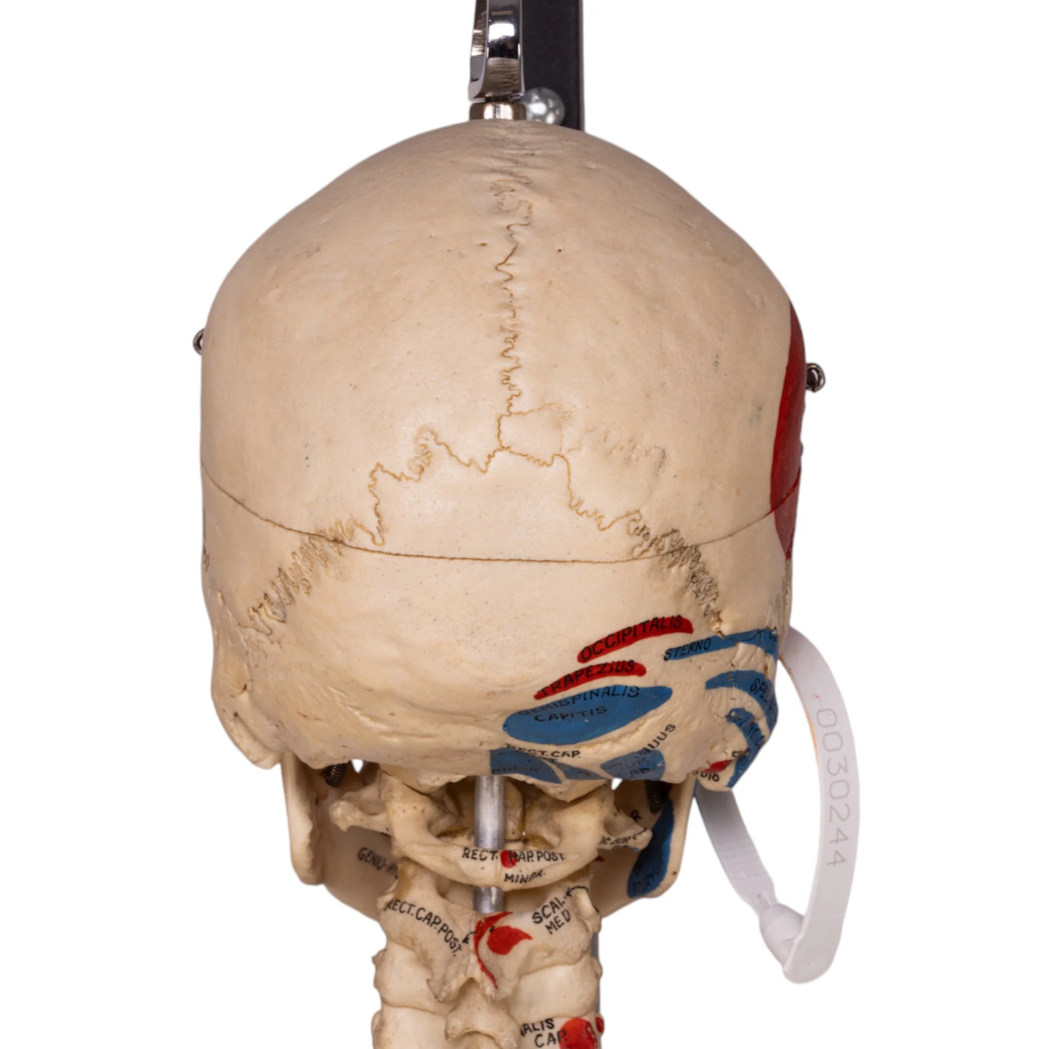 Real Human Painted Skeleton - Articulated - Image 8