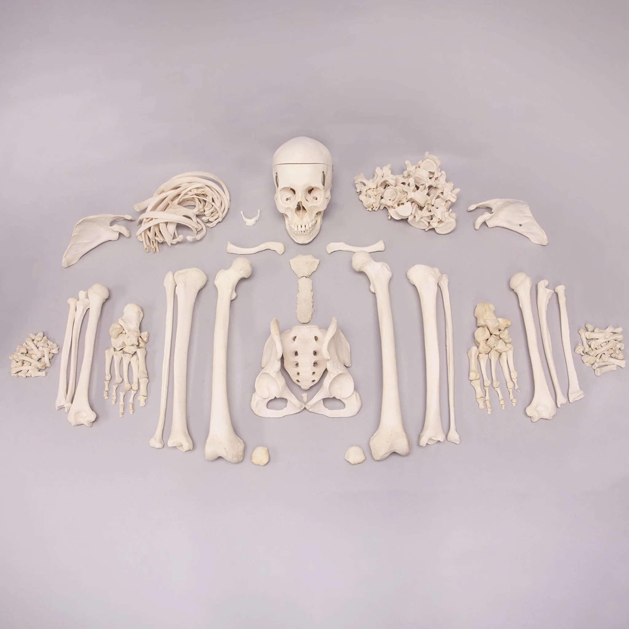Real Human Skeleton - Custom Disarticulated