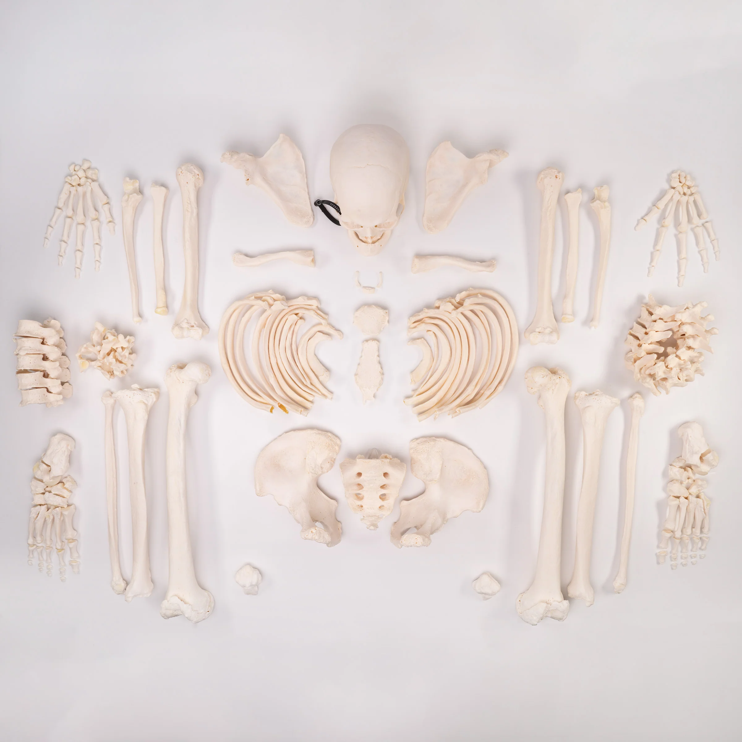 Real Human Skeleton - Custom Disarticulated - Image 2