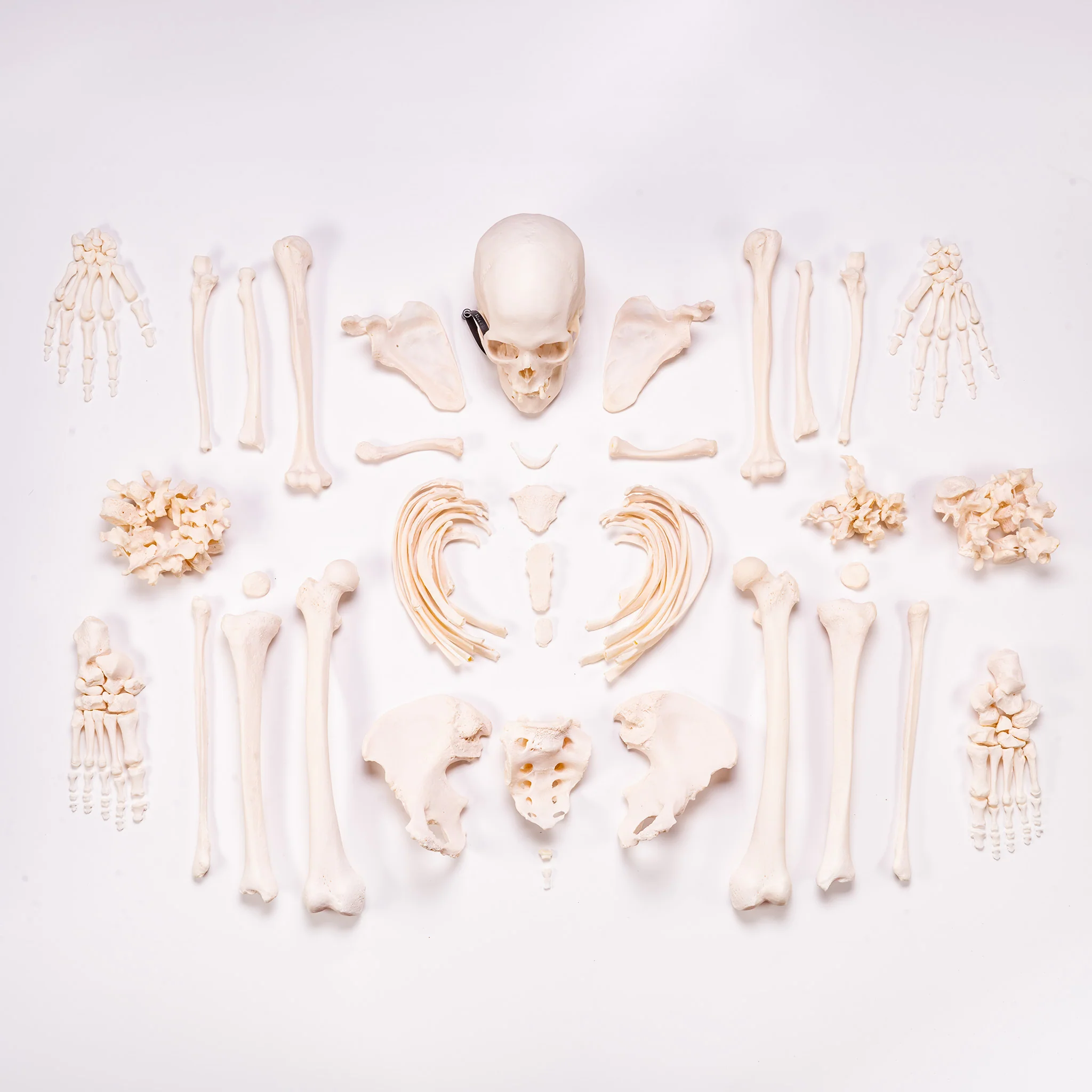 Real Human Skeleton - Custom Disarticulated - Image 3