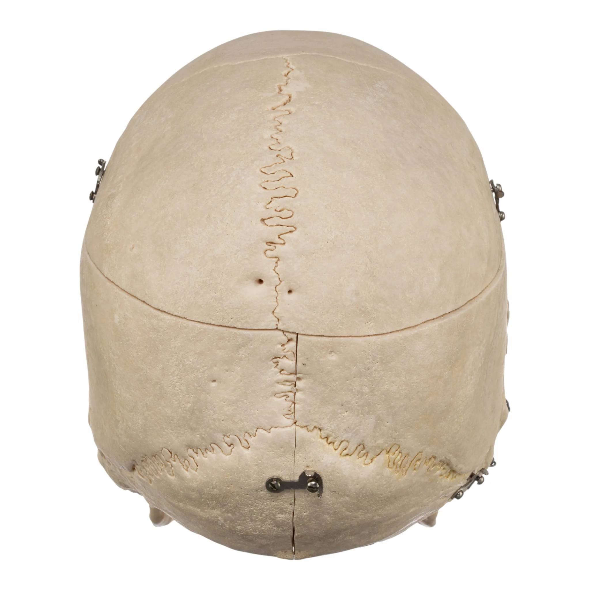 Real Human Skeleton - Disarticulated - Image 6