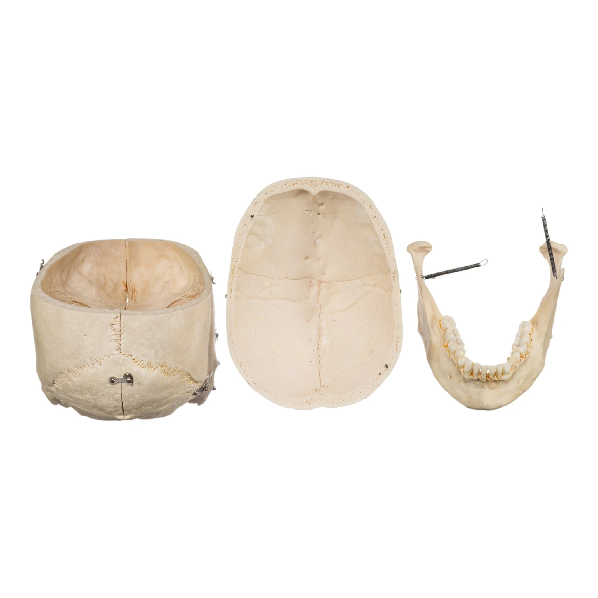 Real Human Skeleton - Disarticulated - Image 8