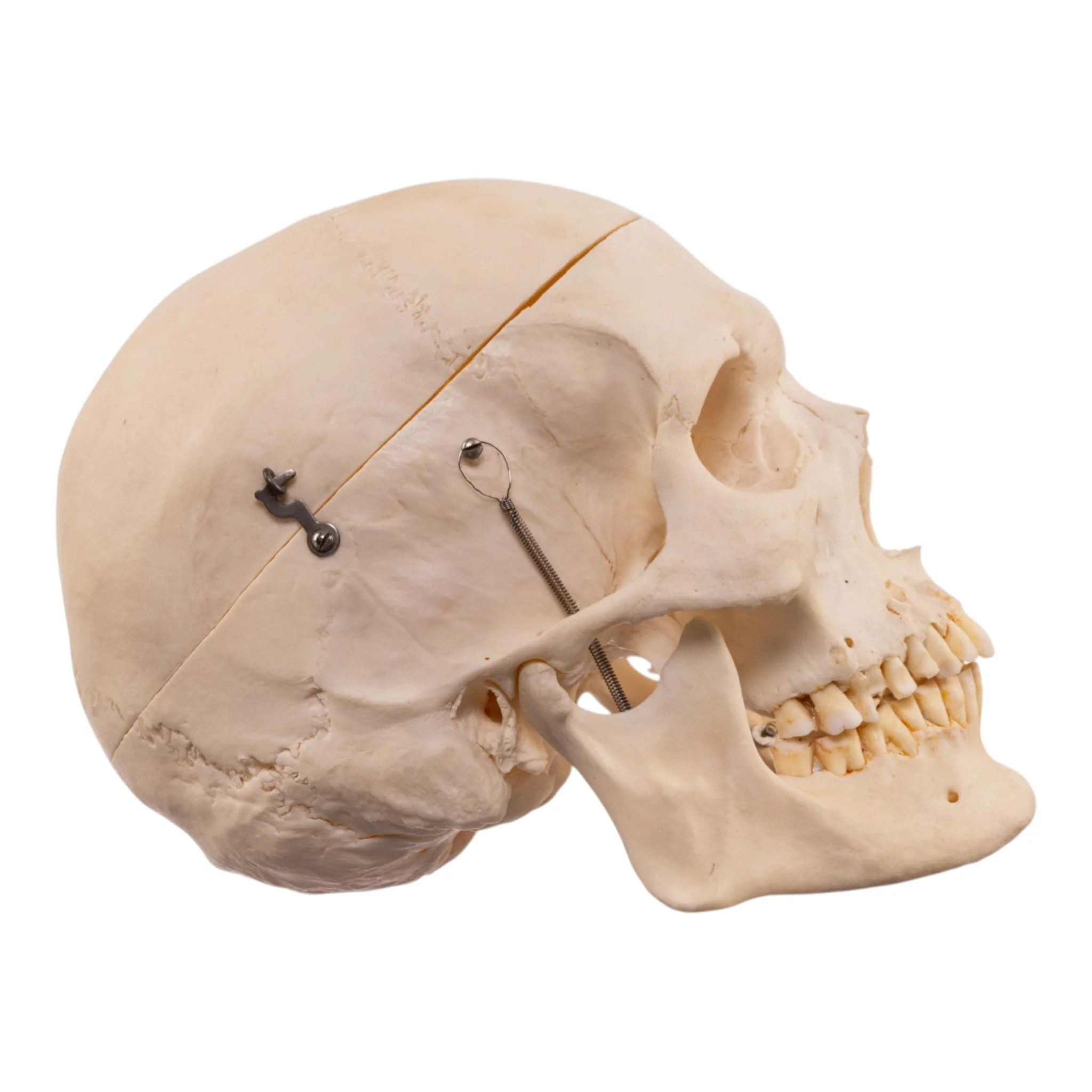 Real Human Skeleton - Disarticulated - Image 3