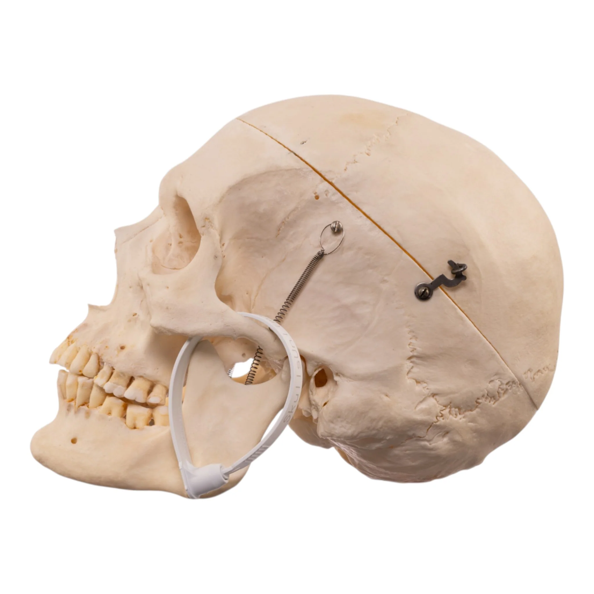 Real Human Skeleton - Disarticulated - Image 5