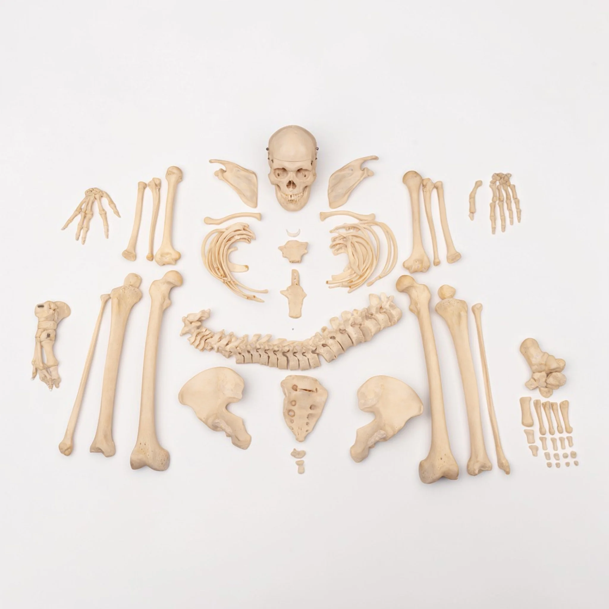 Real Human Skeleton - Disarticulated