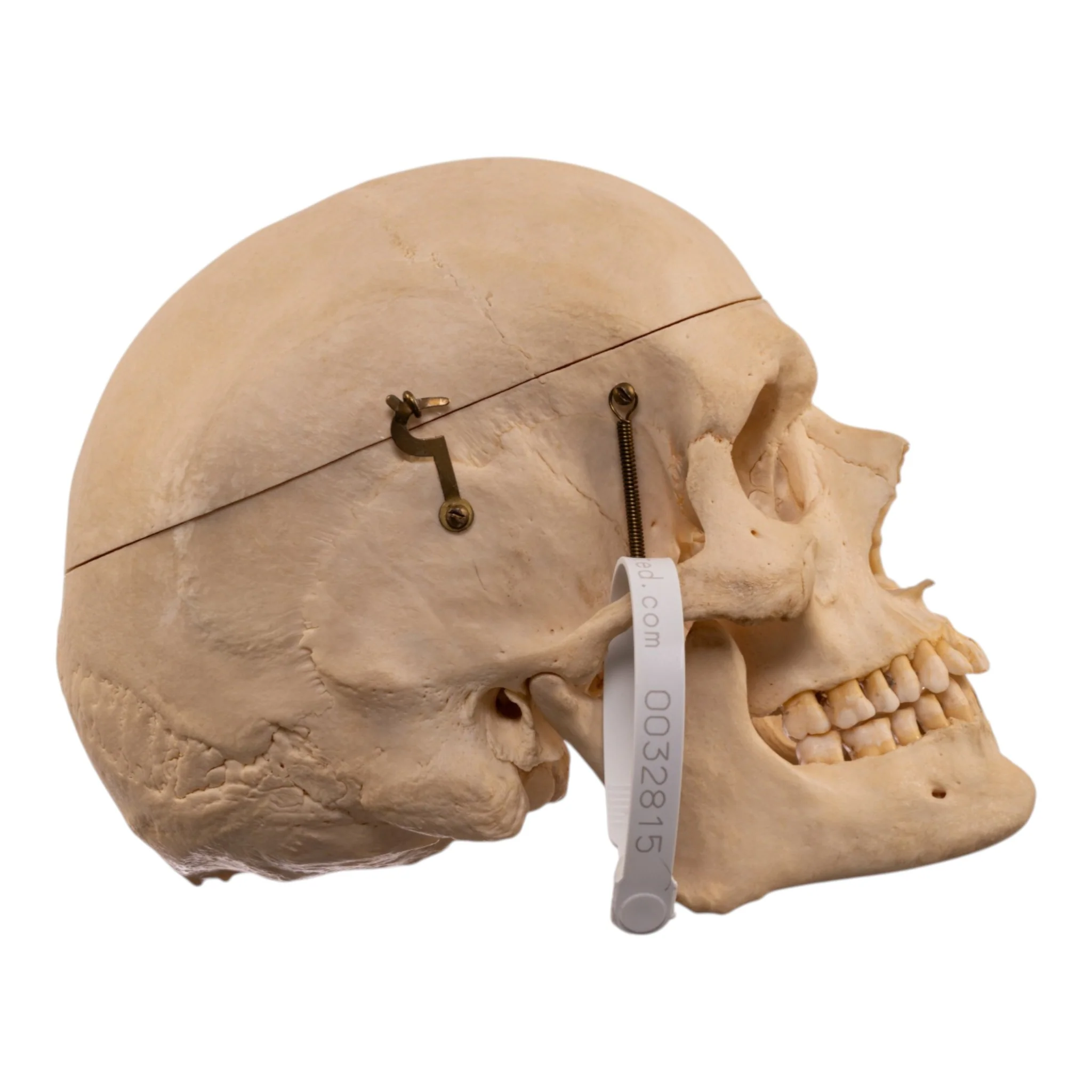 Real Human Skeleton - Disarticulated - Image 3