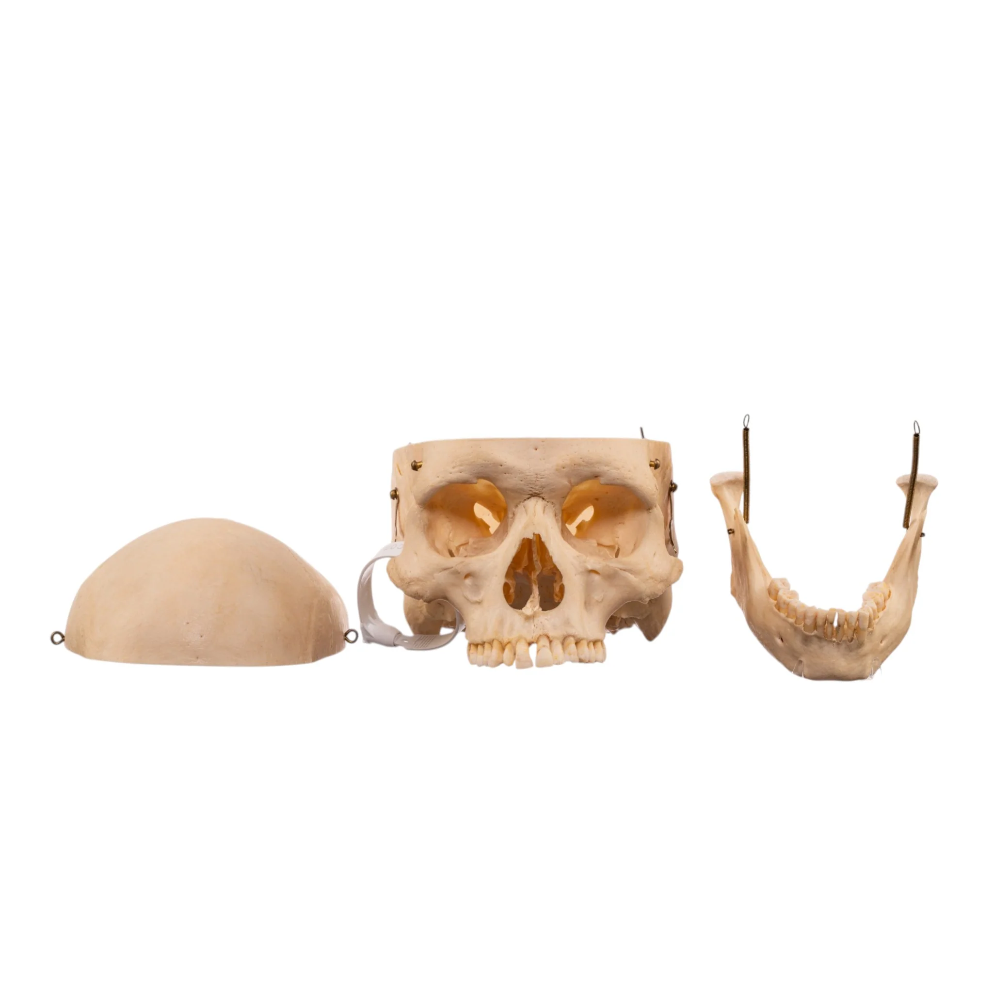 Real Human Skeleton - Disarticulated - Image 8