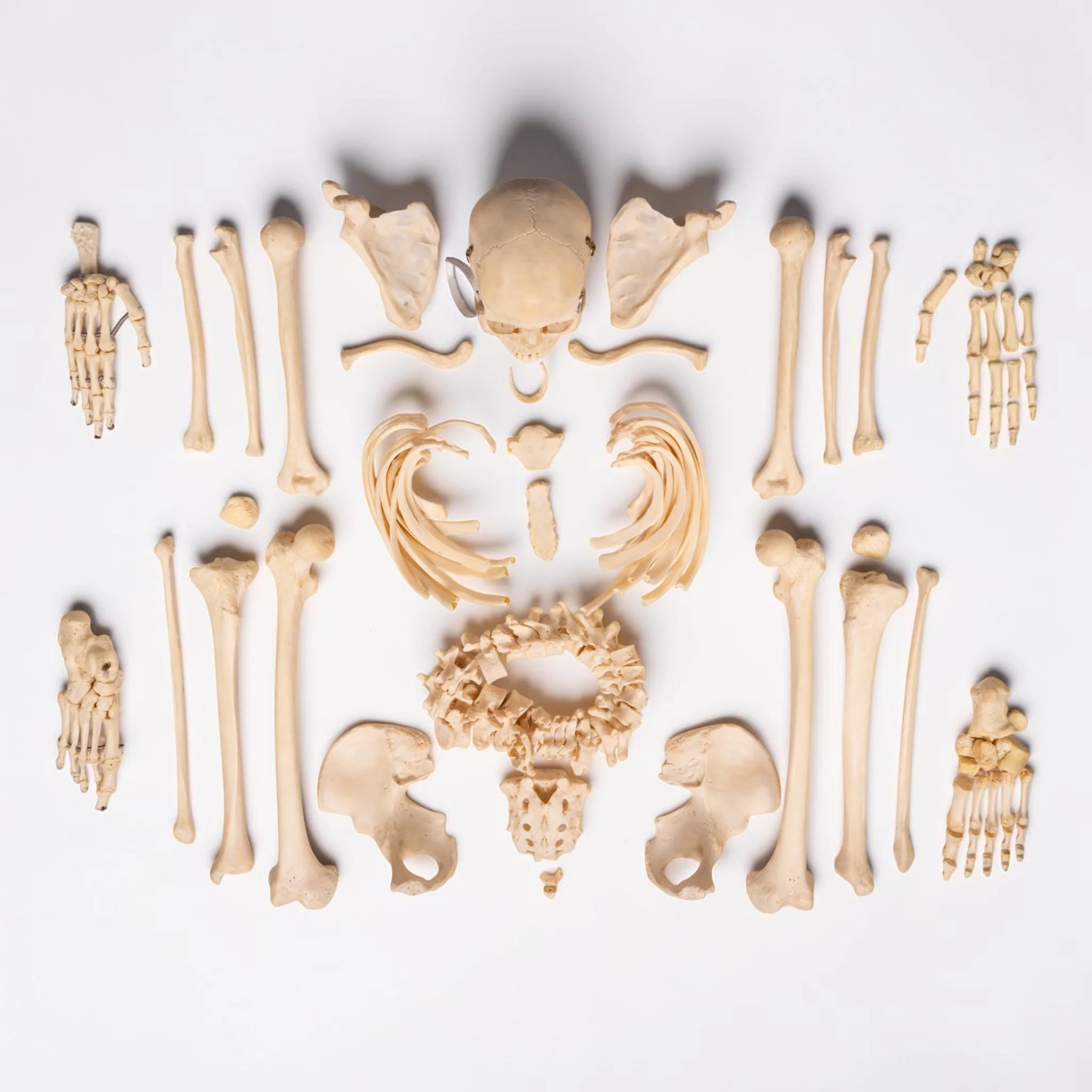Real Human Composite Skeleton - Disarticulated