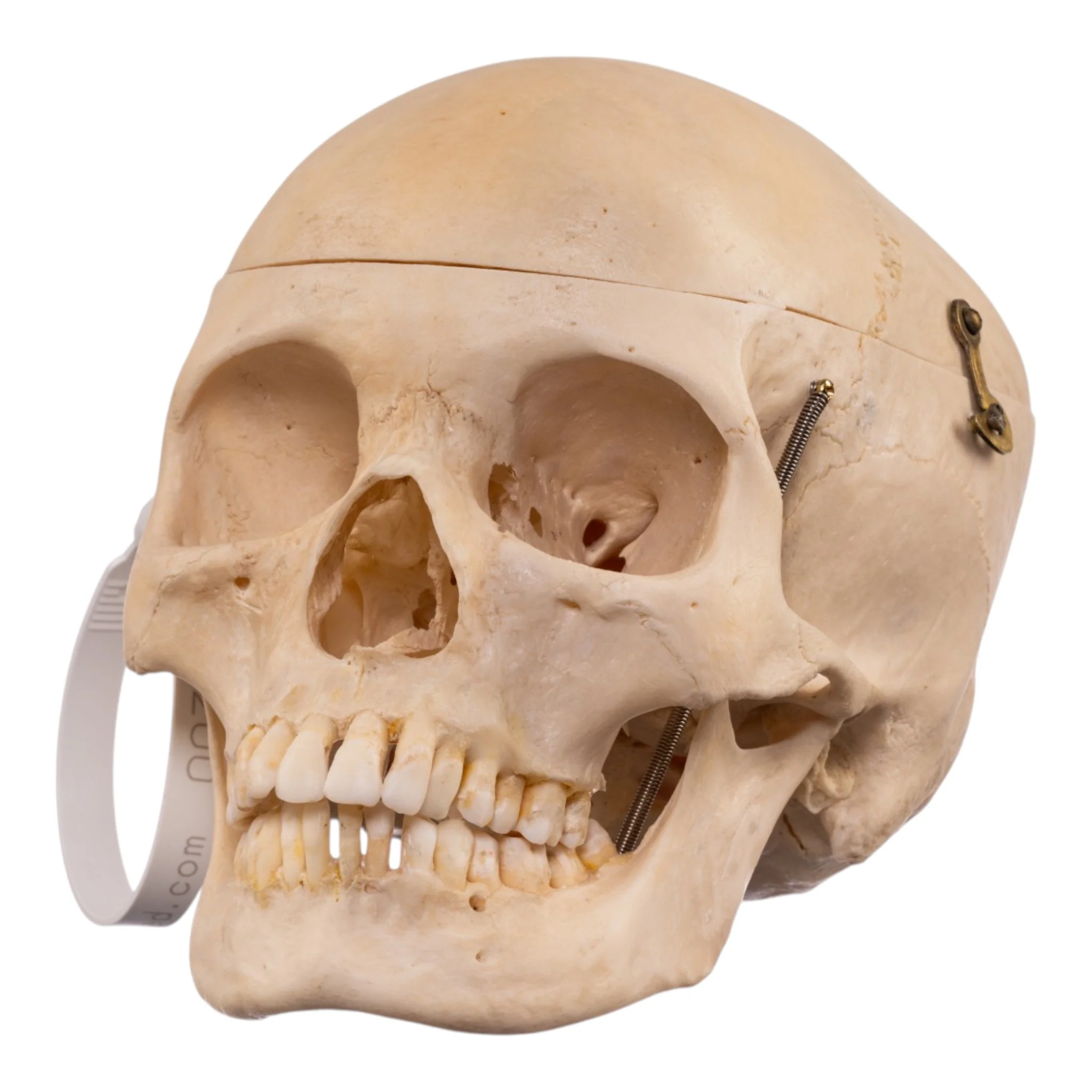 Real Human Composite Skeleton - Disarticulated - Image 2