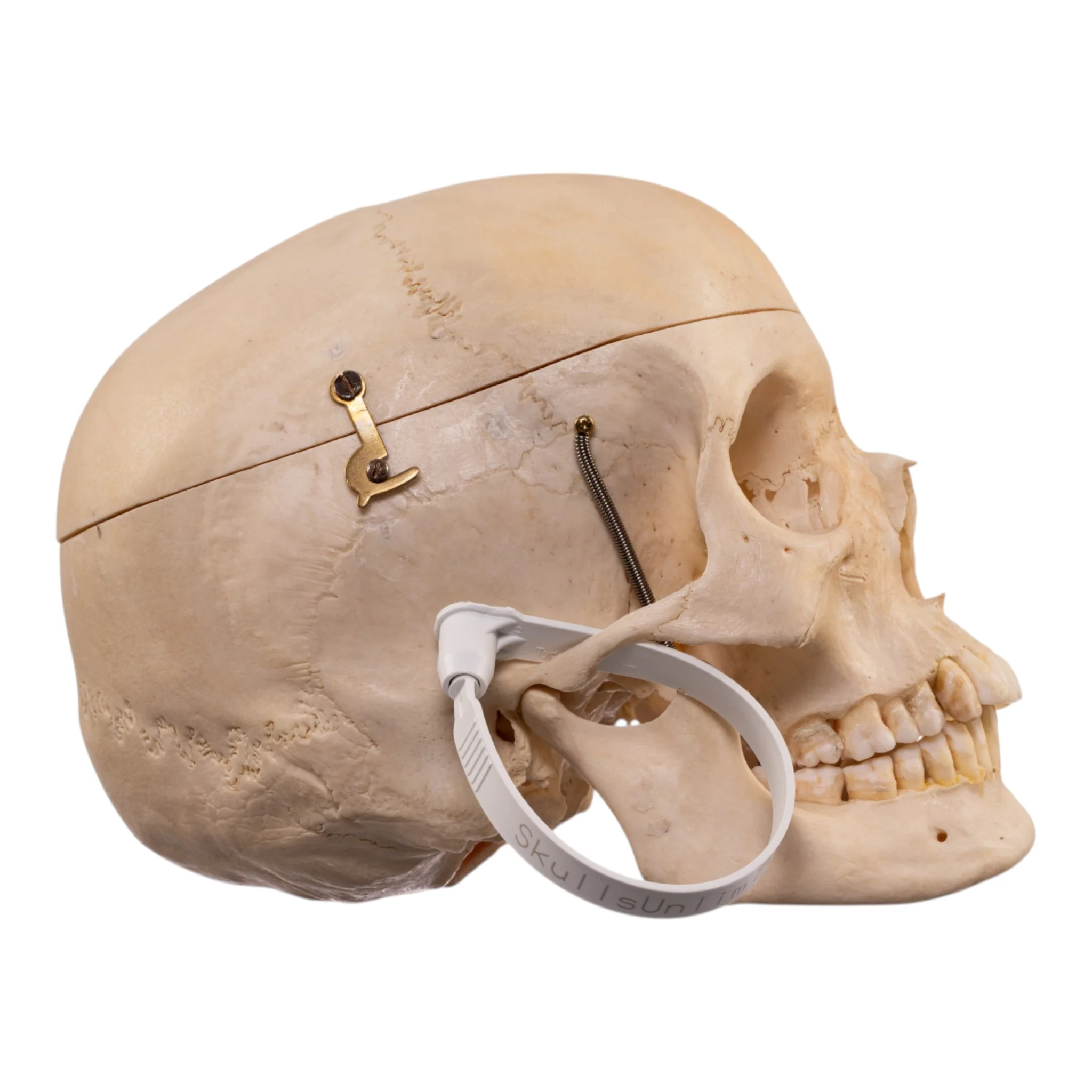 Real Human Composite Skeleton - Disarticulated - Image 3