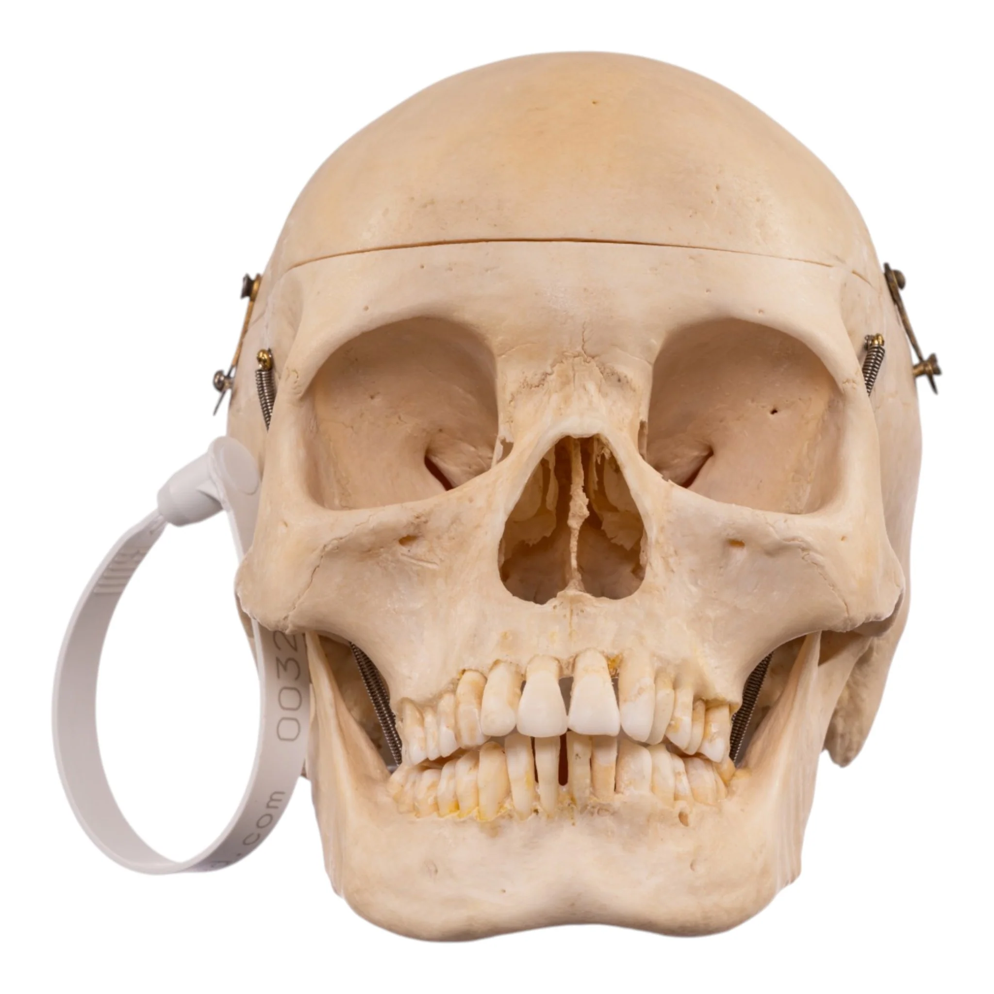 Real Human Composite Skeleton - Disarticulated - Image 4