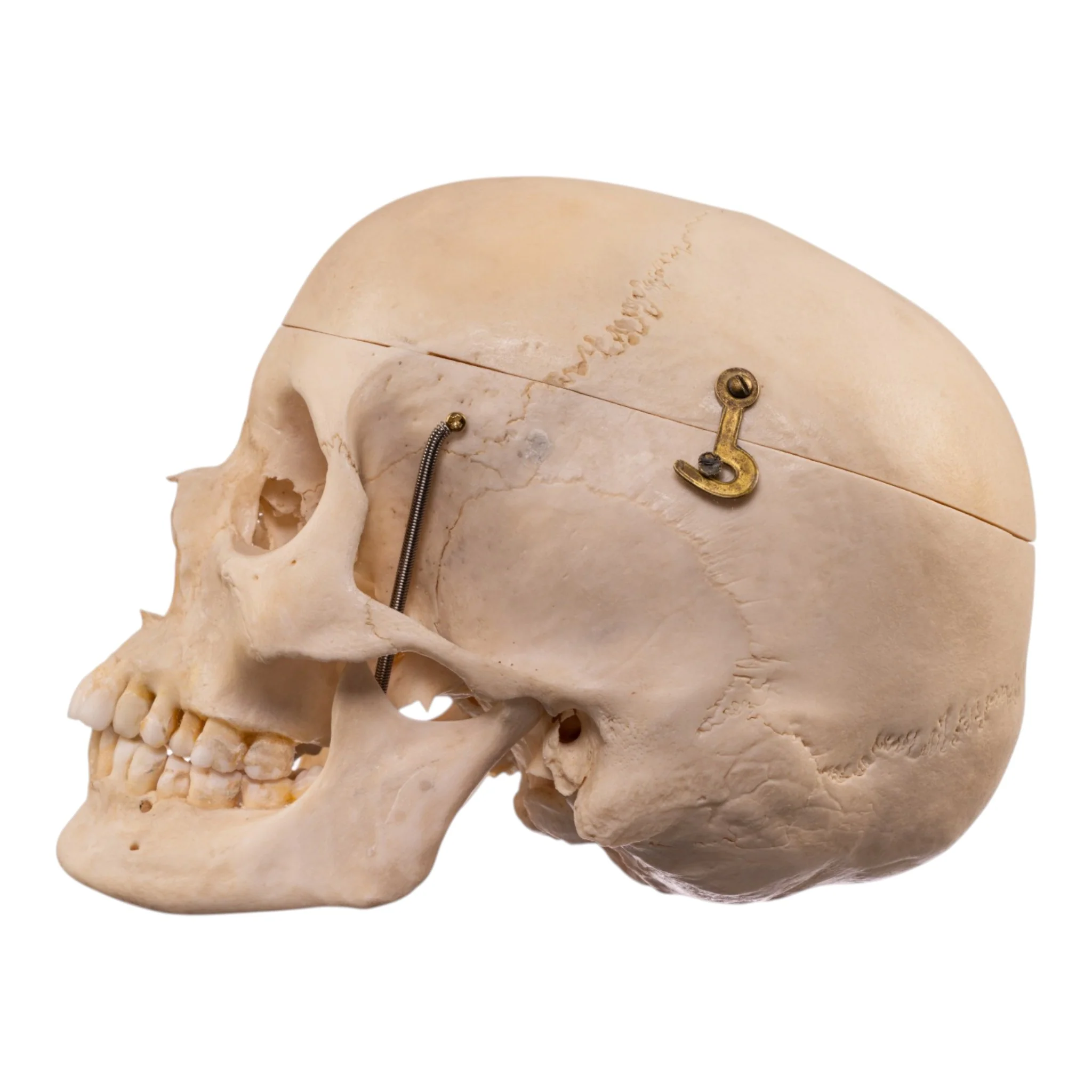 Real Human Composite Skeleton - Disarticulated - Image 5