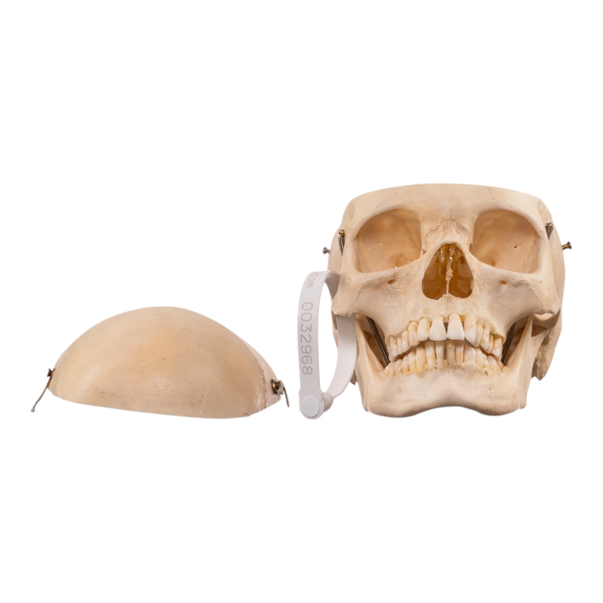 Real Human Composite Skeleton - Disarticulated - Image 7