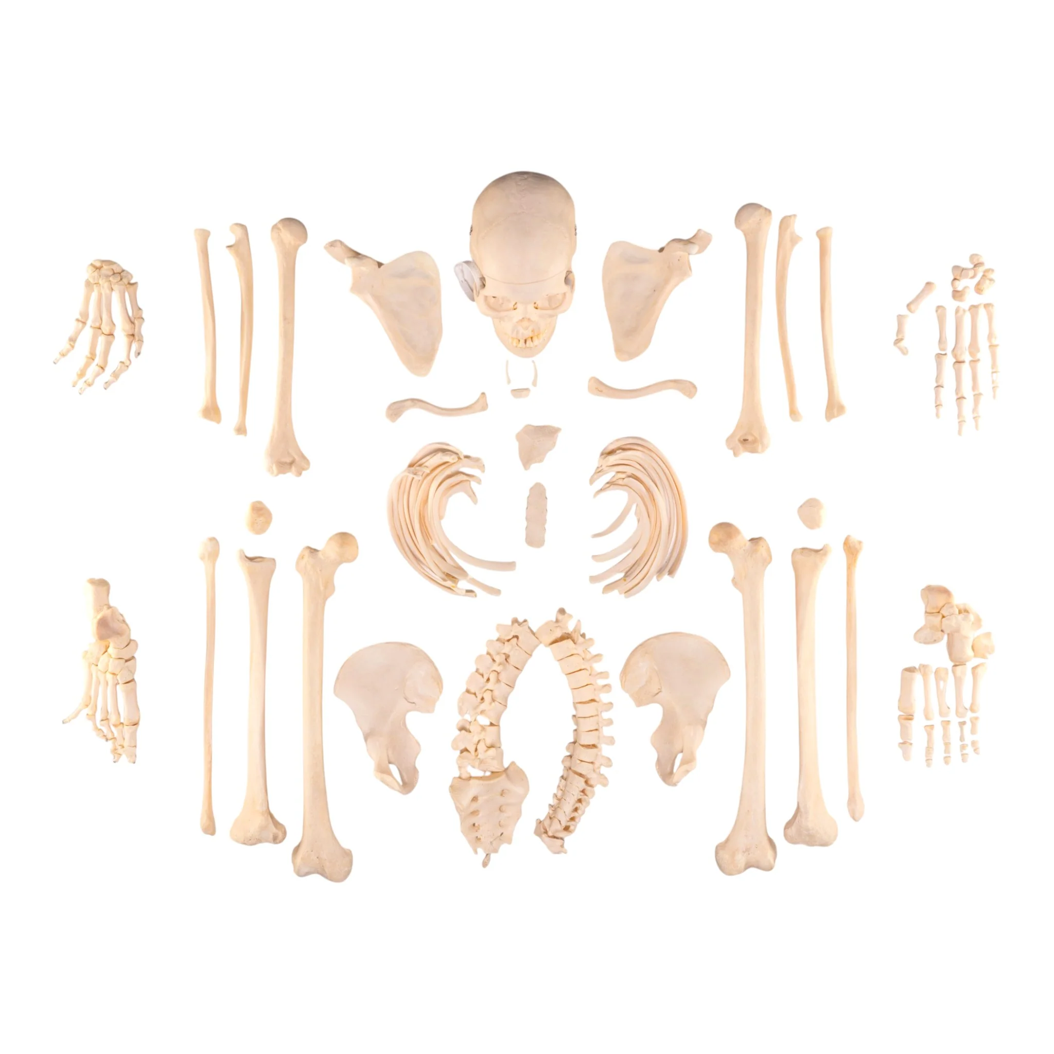 Real Human Skeleton - Disarticulated