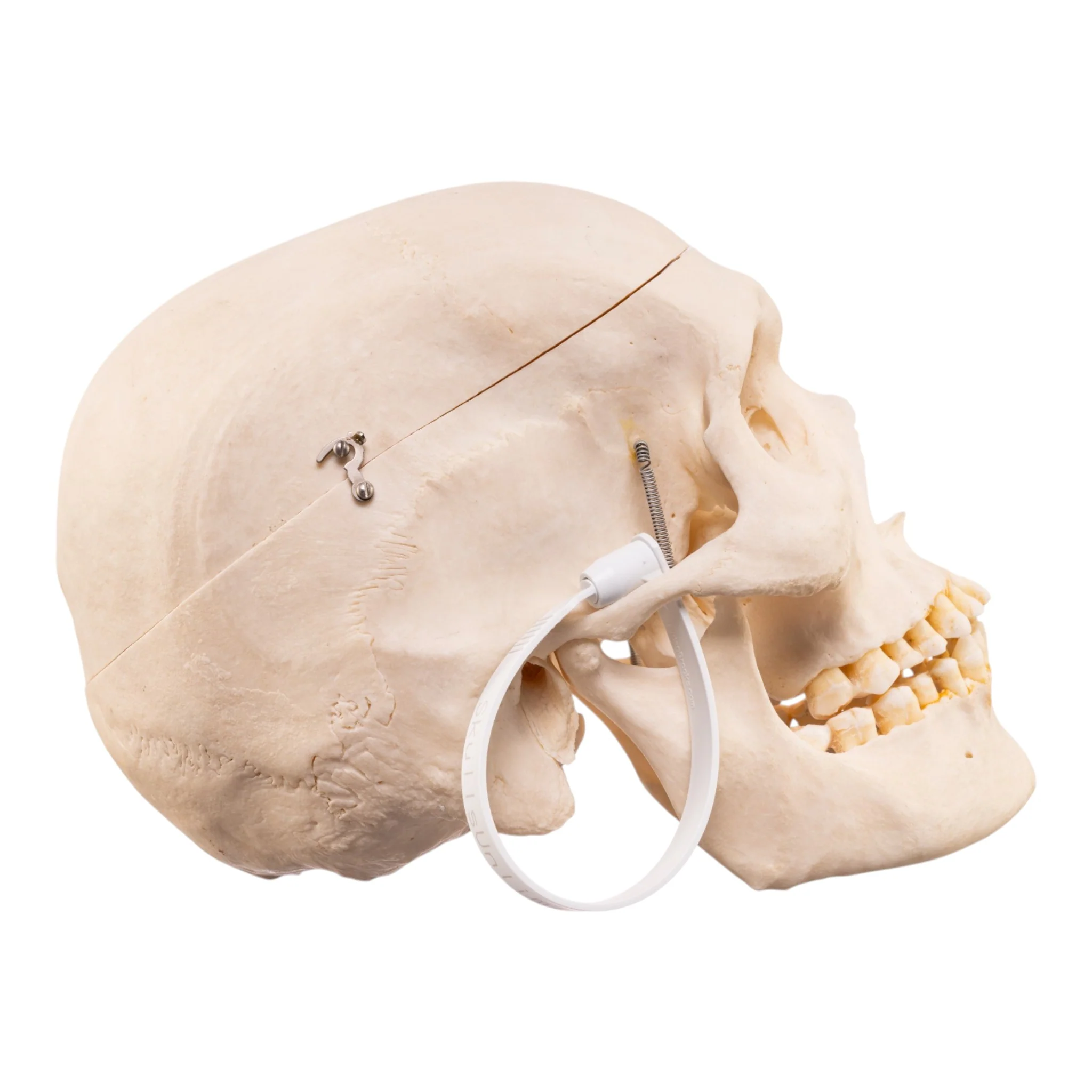 Real Human Skeleton - Disarticulated - Image 3