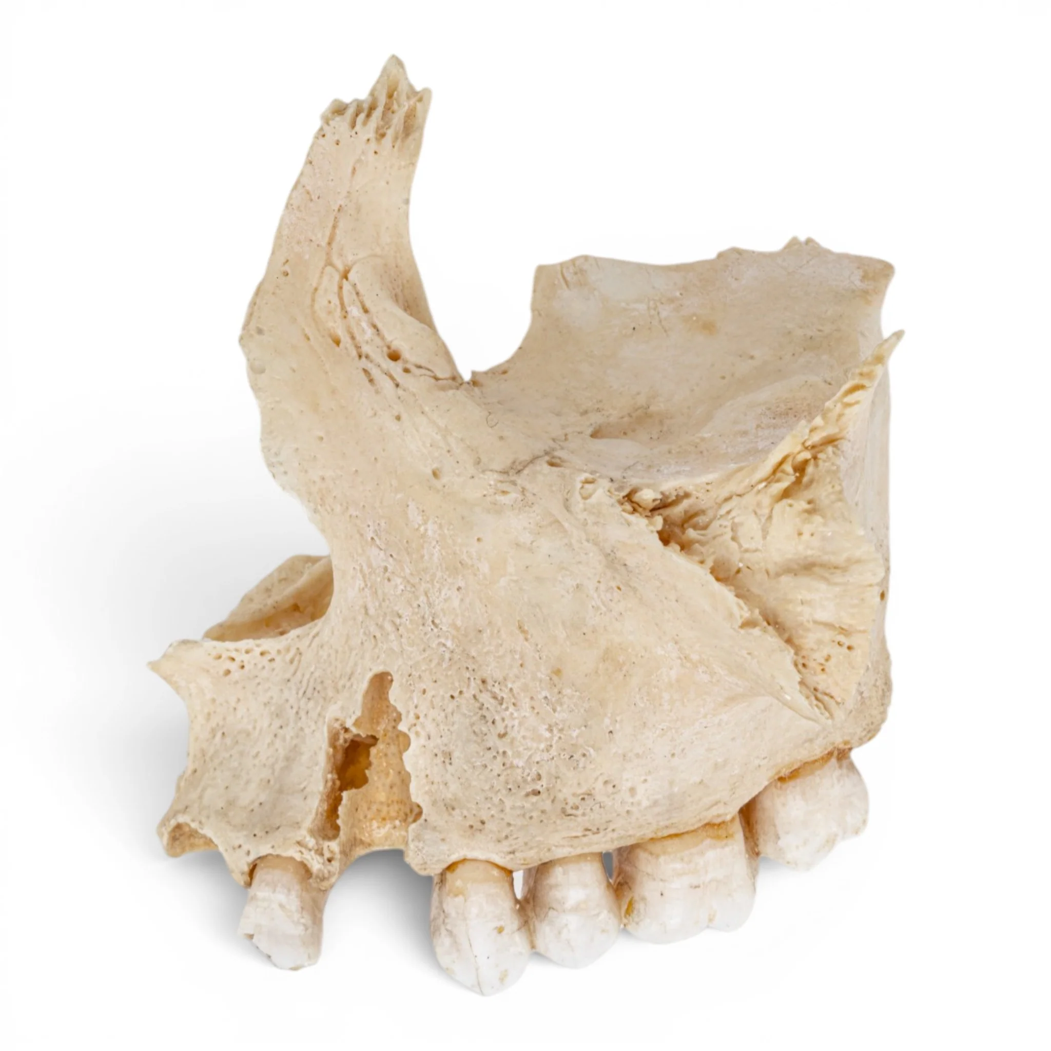 Real Human Maxillary Bone