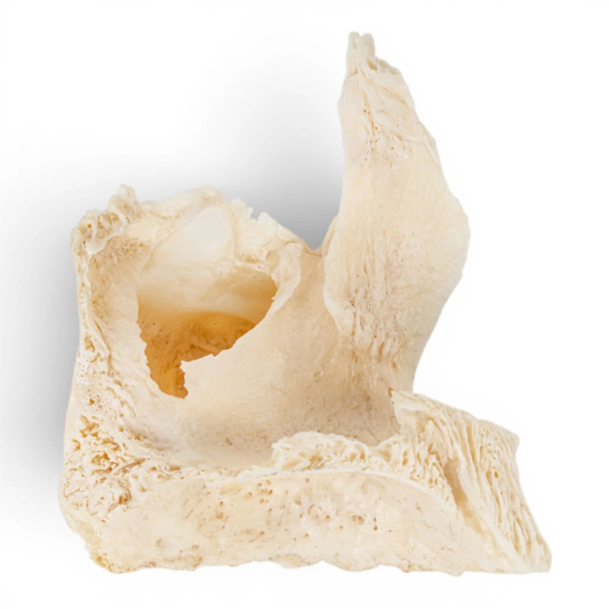 Real Human Maxillary Bone - Image 2