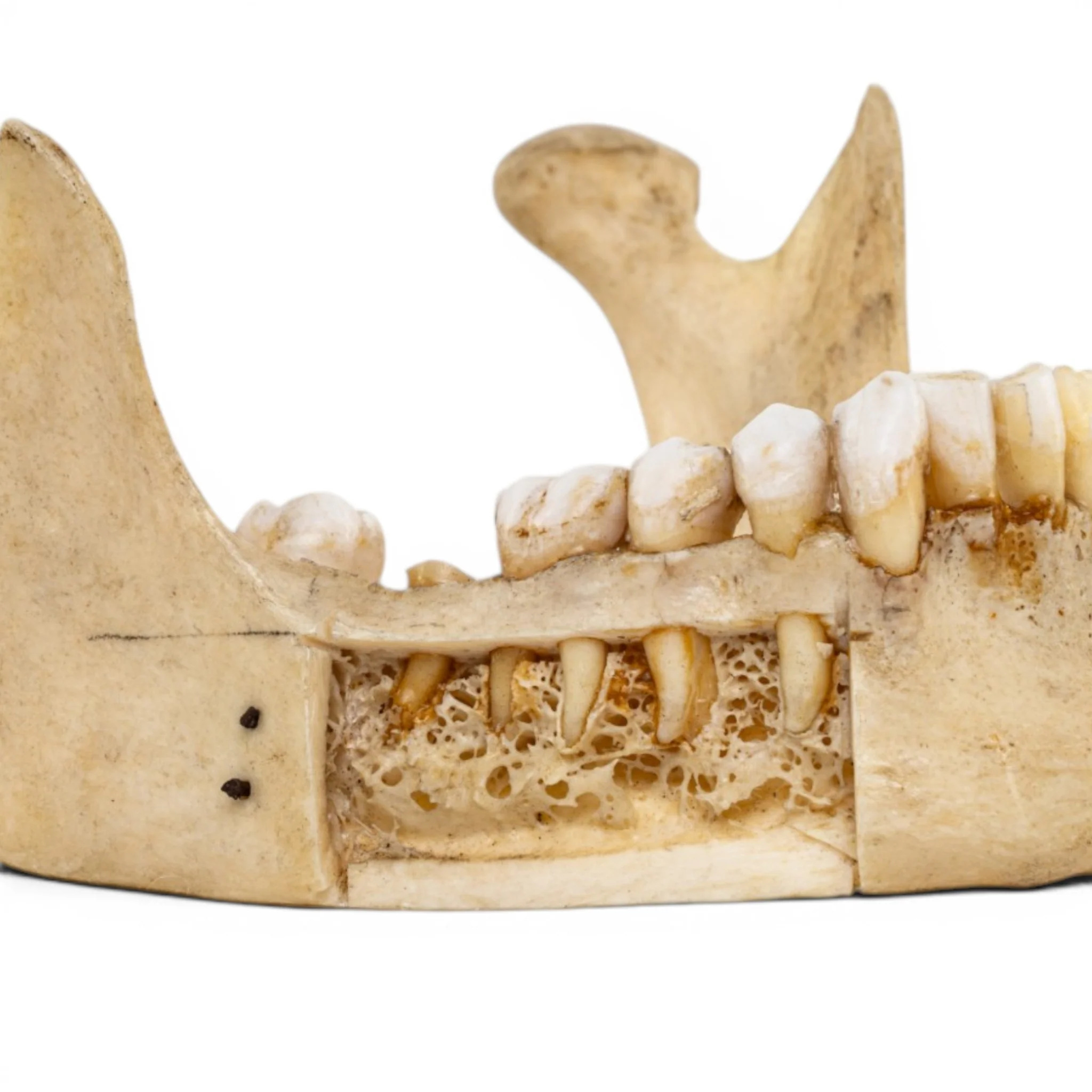 Real Human Mandible - Dissected - Image 6