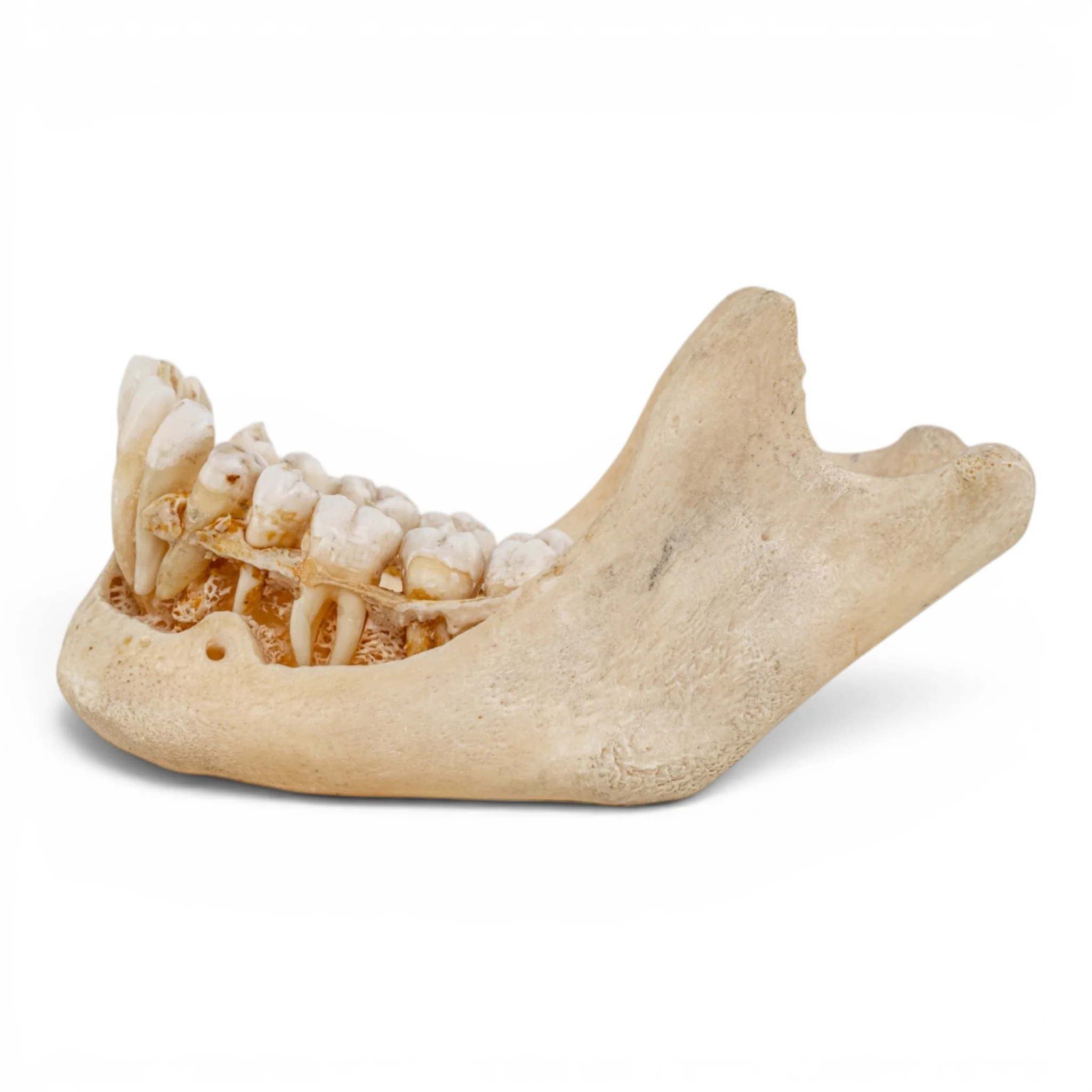 Real Human Mandible - Dissected - Image 4