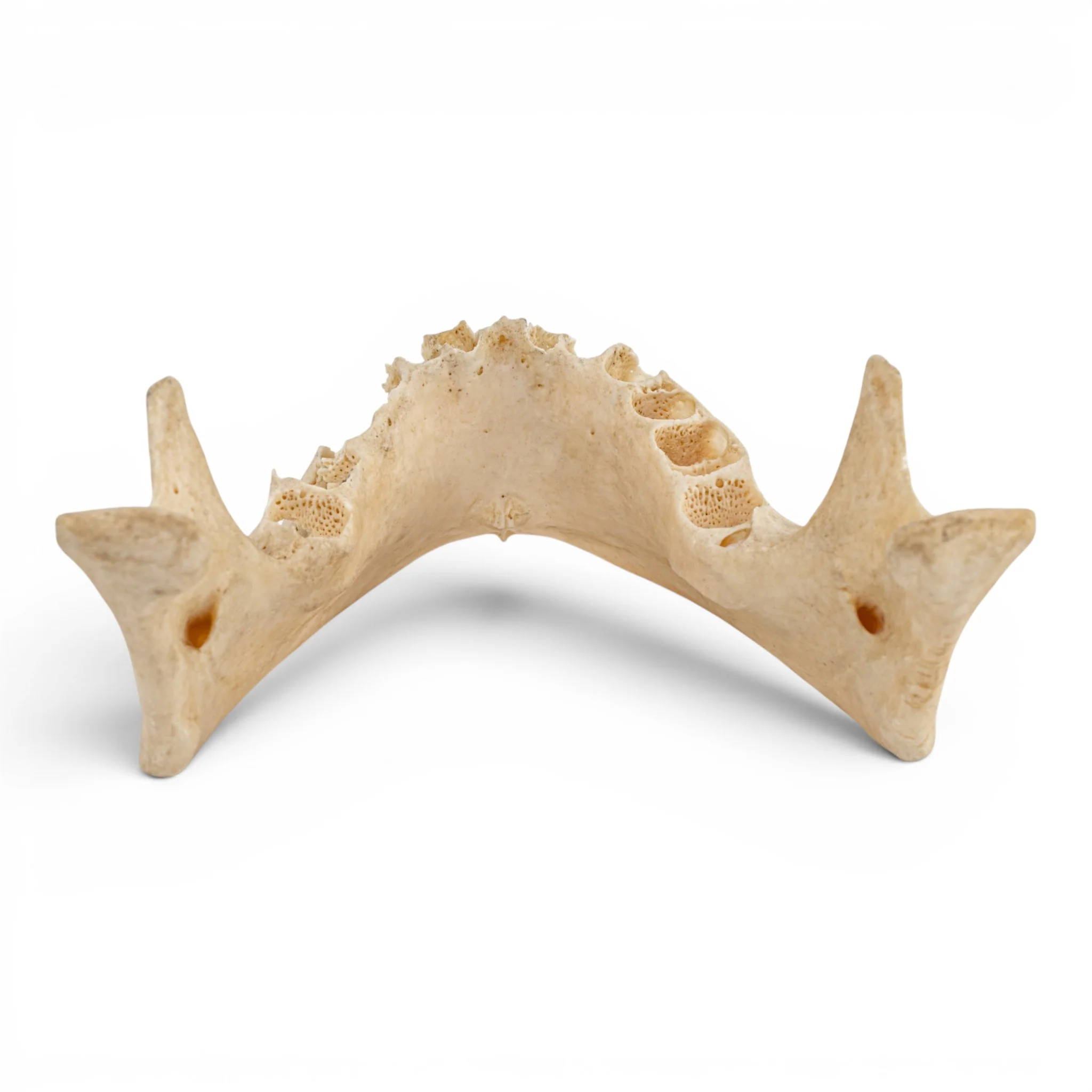 Real Human Mandible - Dissected - Image 5