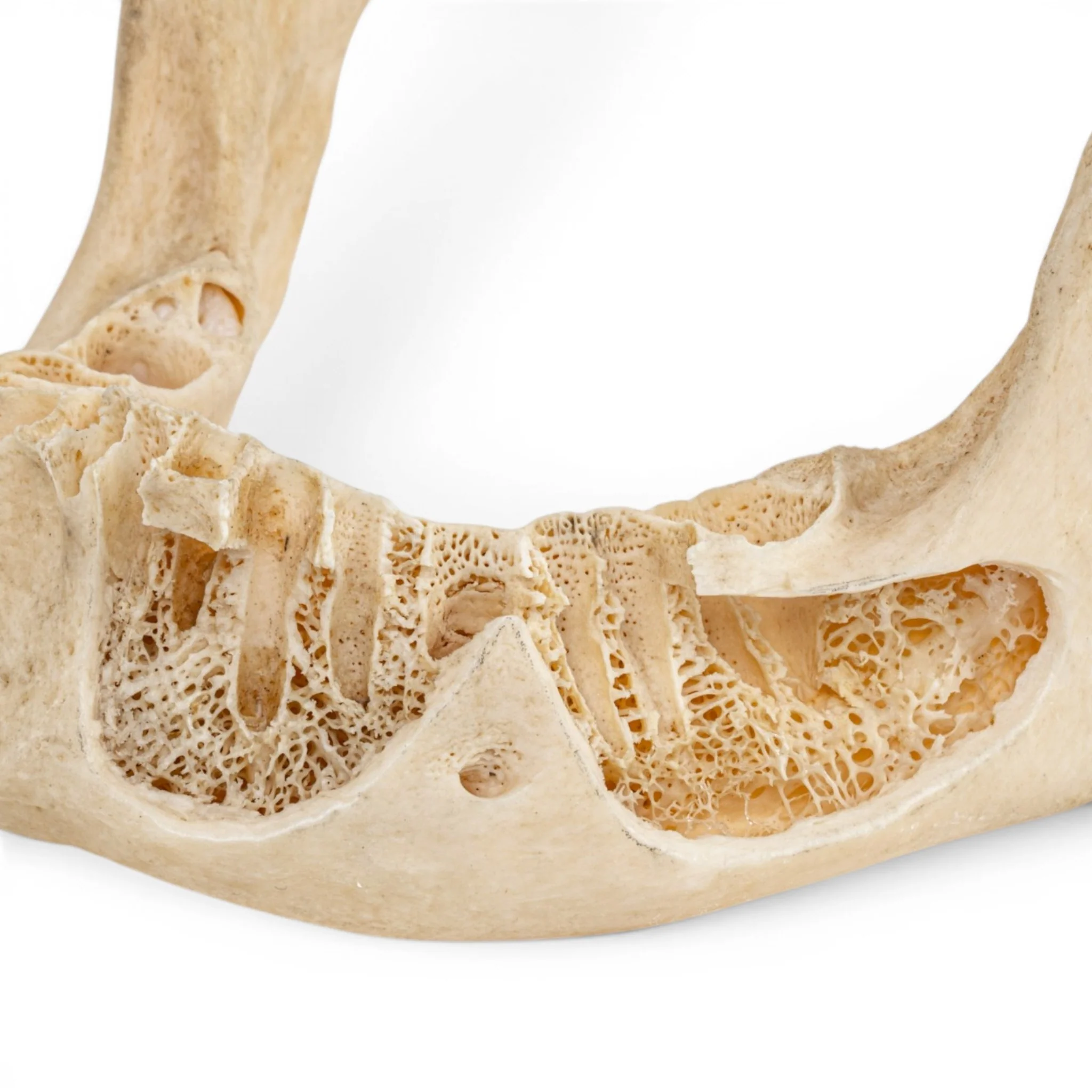 Real Human Mandible - Dissected - Image 6