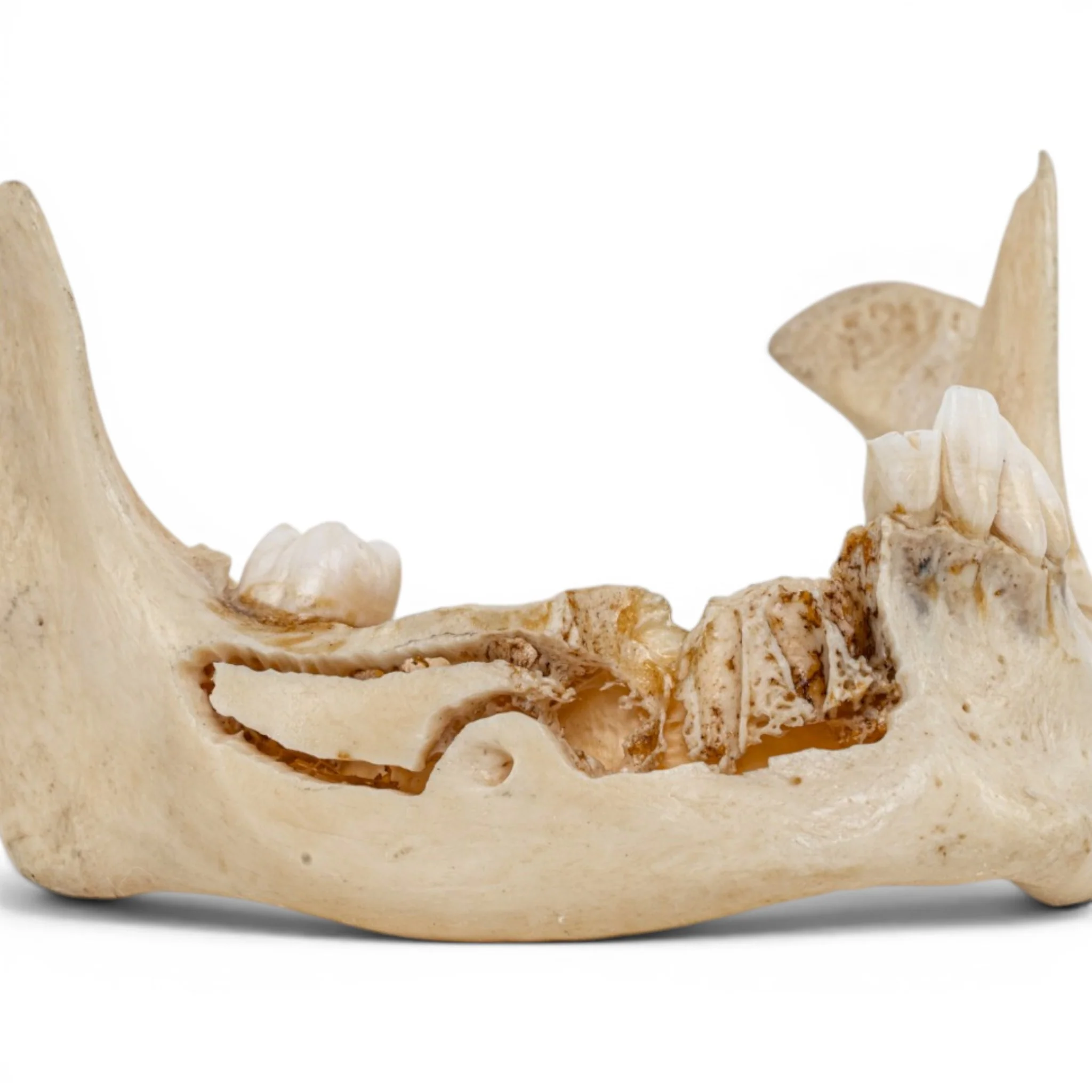 Real Human Mandible - Dissected - Image 6