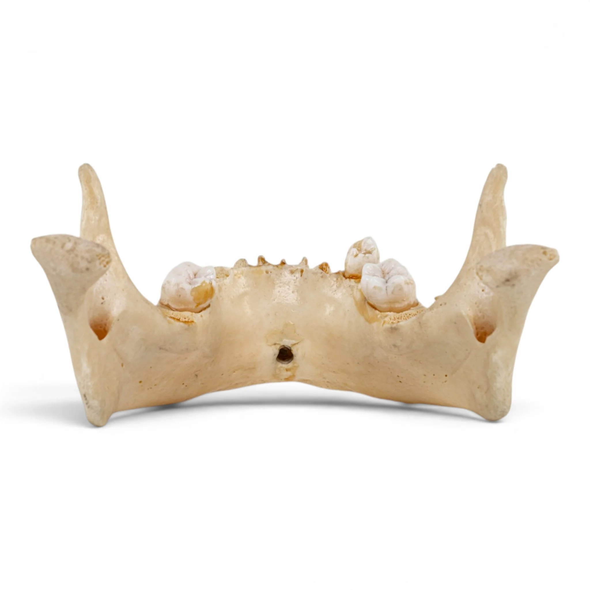 Real Human Mandible - Dissected - Image 5
