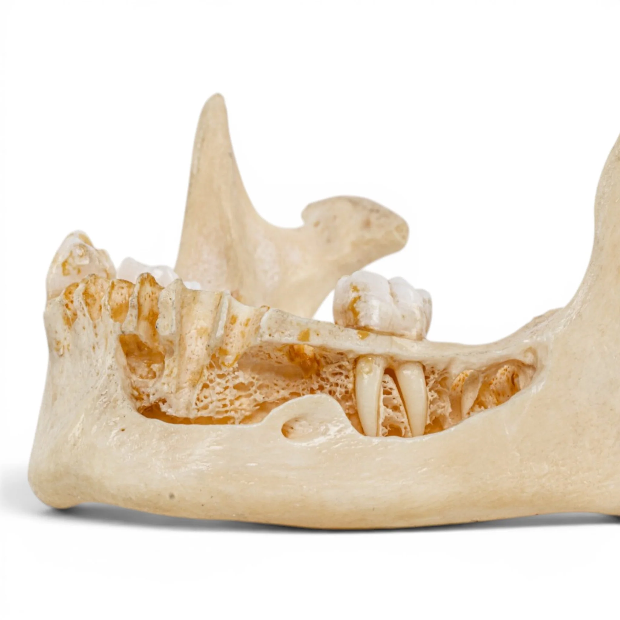 Real Human Mandible - Dissected - Image 6