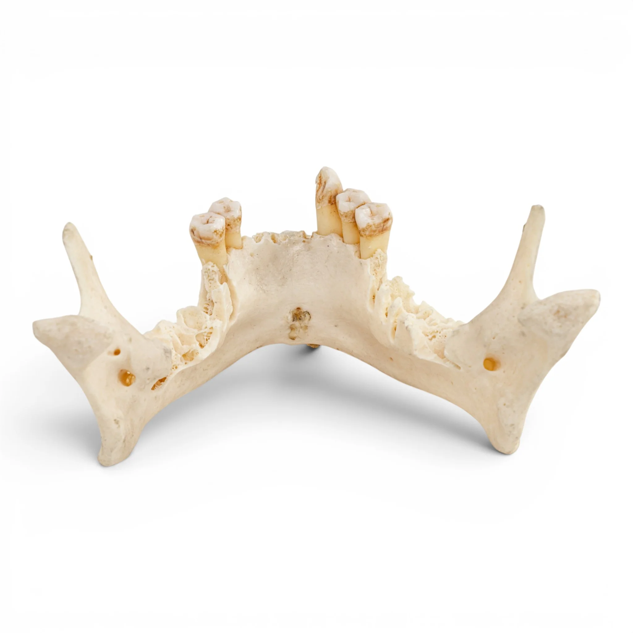 Real Human Mandible - Impaired - Image 5